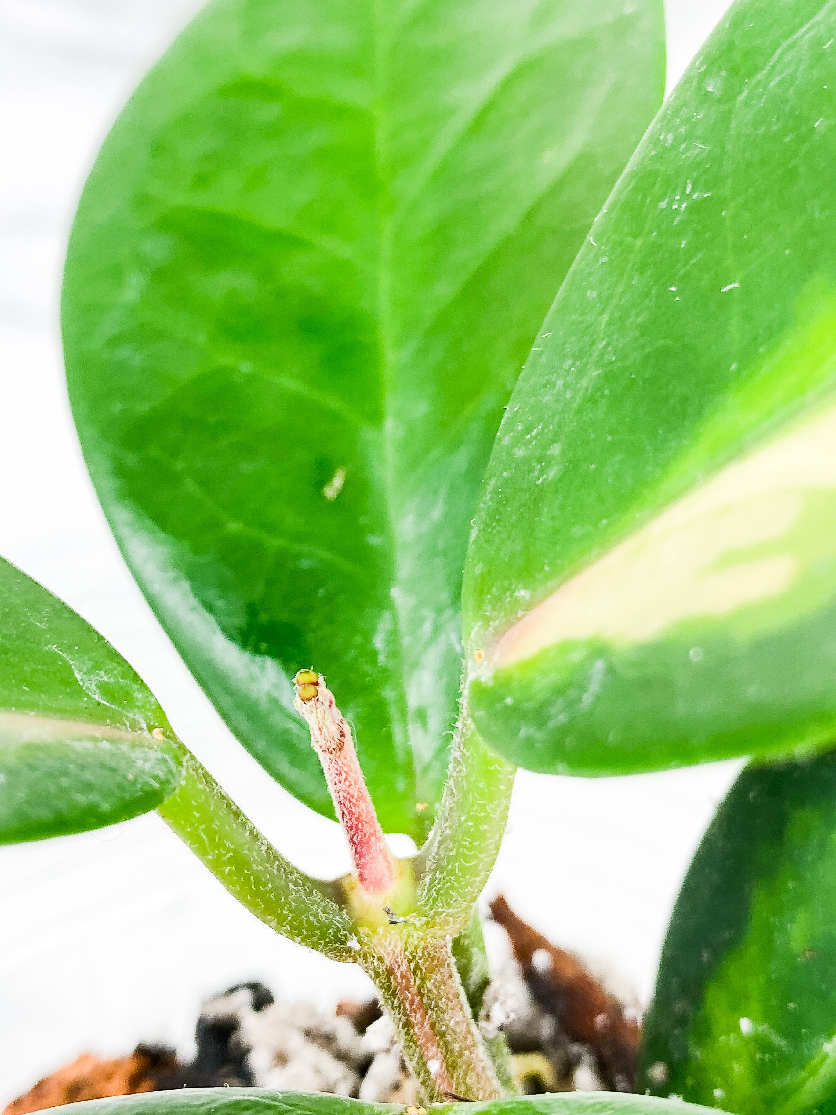Hoya Lisa slightly rooted 5 leaves and 1 active new growth