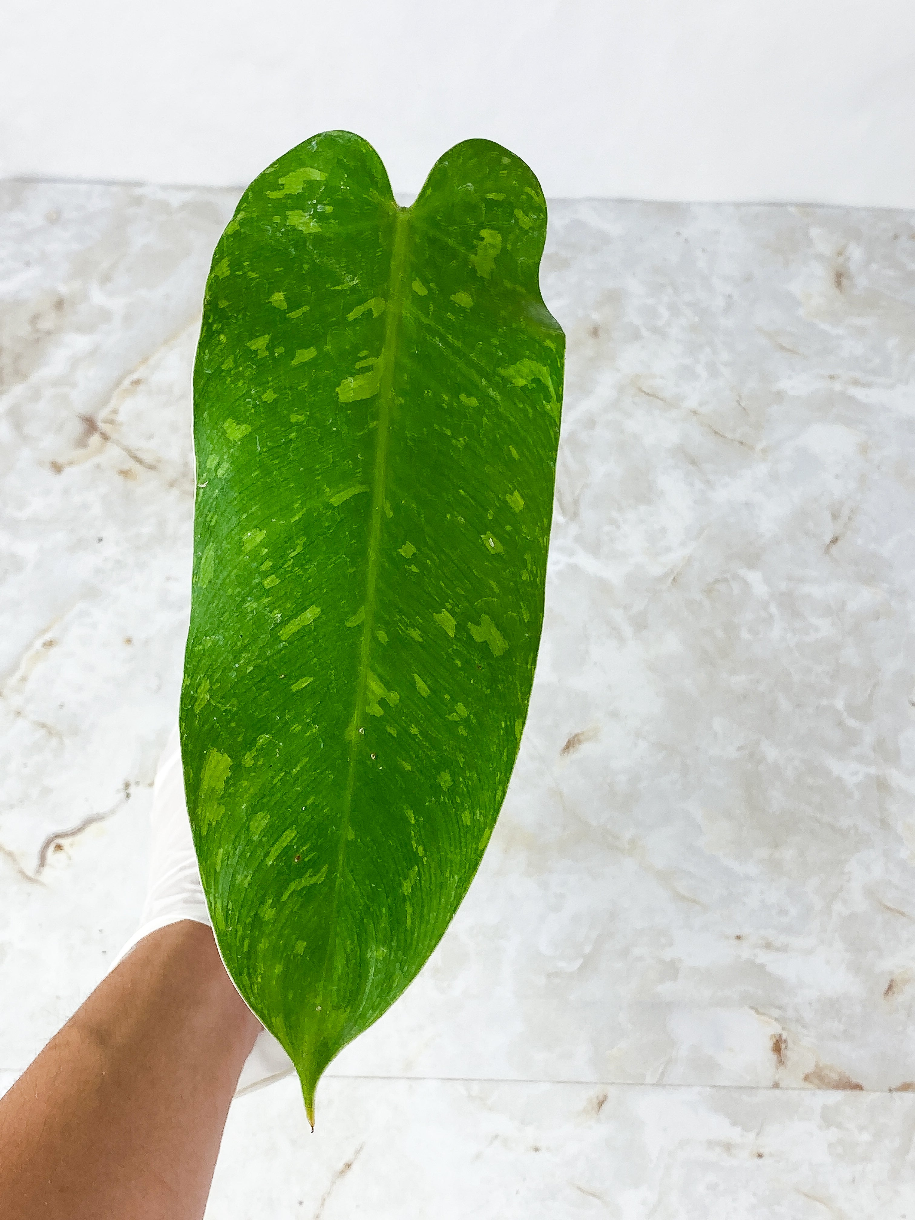 Philodendron Jose Buono Slightly Rooted 1 leaf