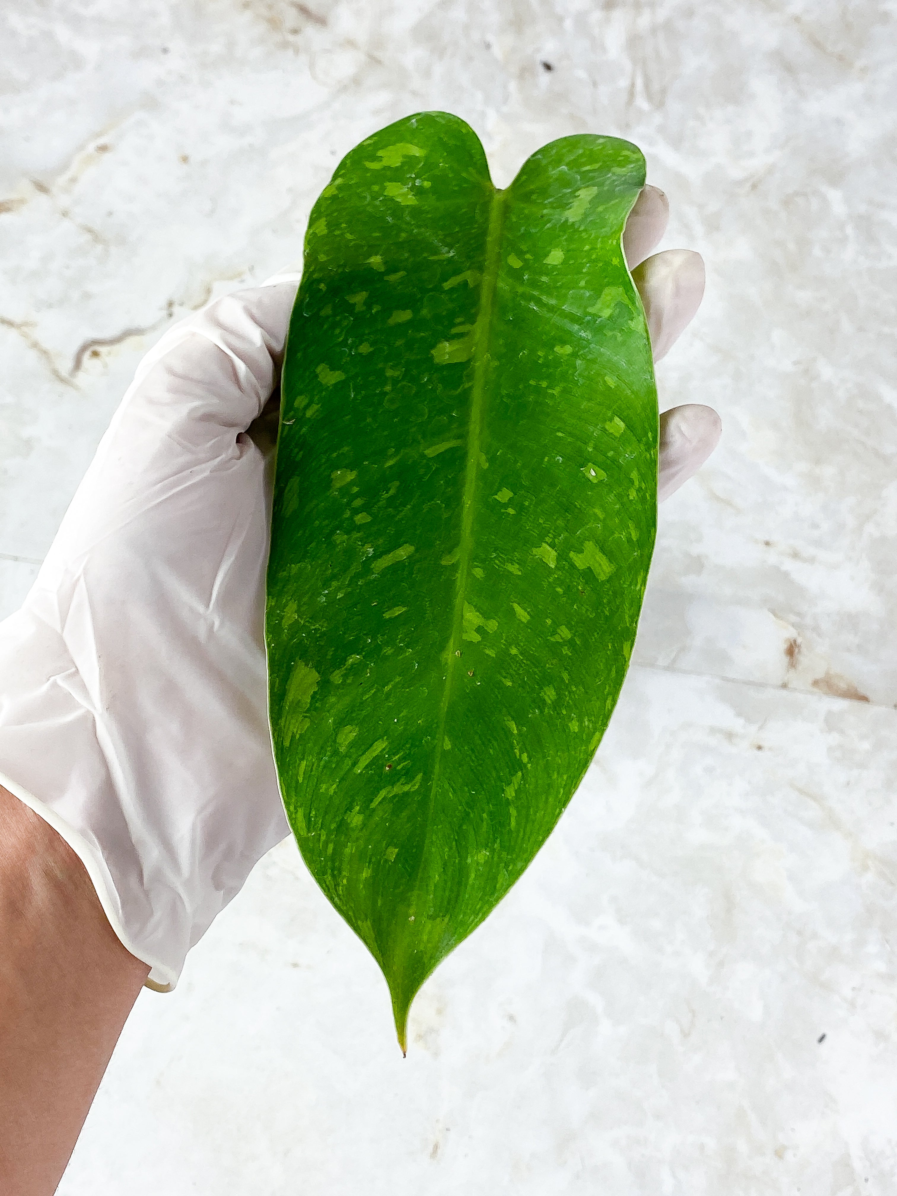 Philodendron Jose Buono Slightly Rooted 1 leaf