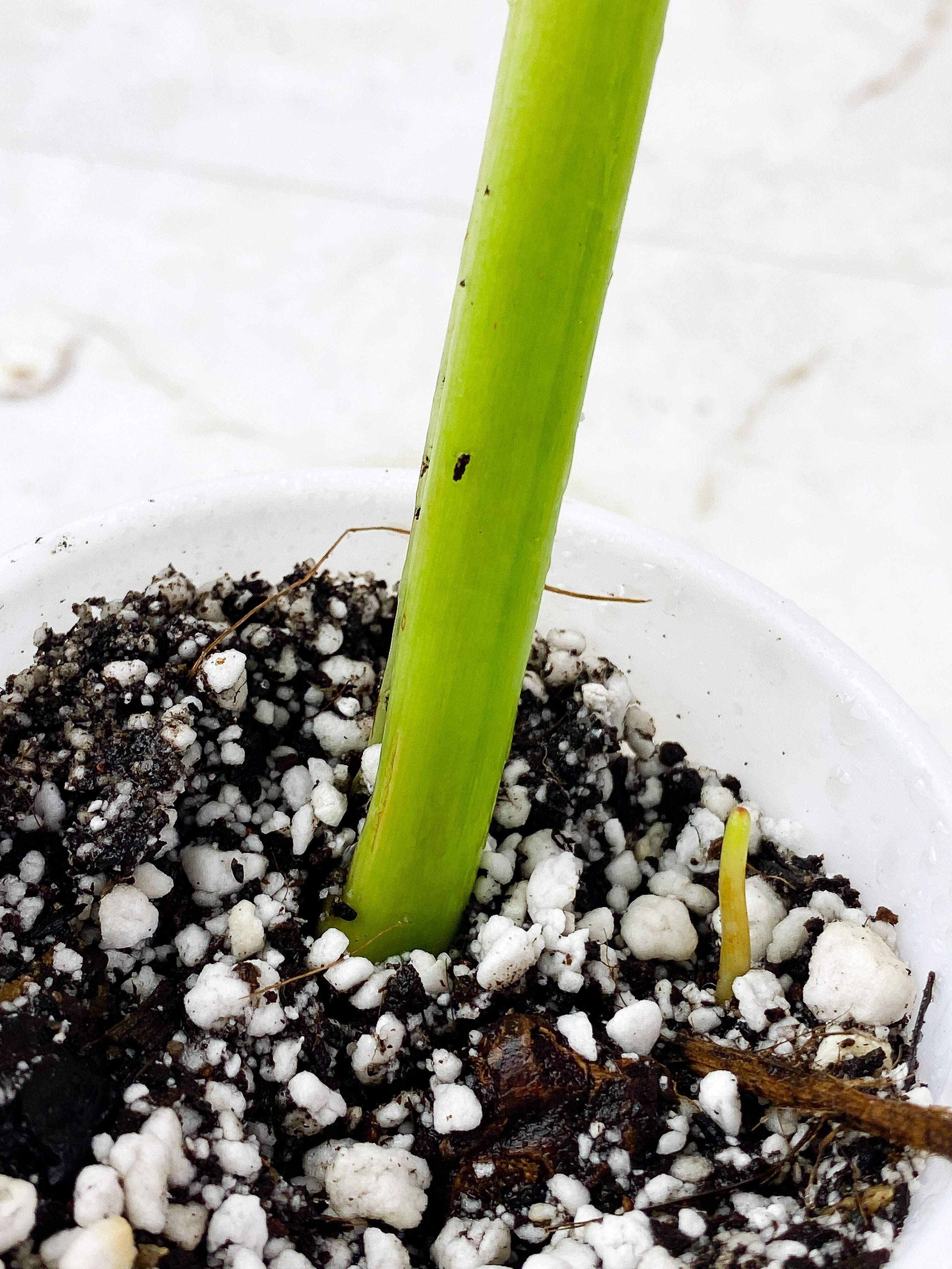 Philodendron Jose Buono Slightly Rooted 1 leaf