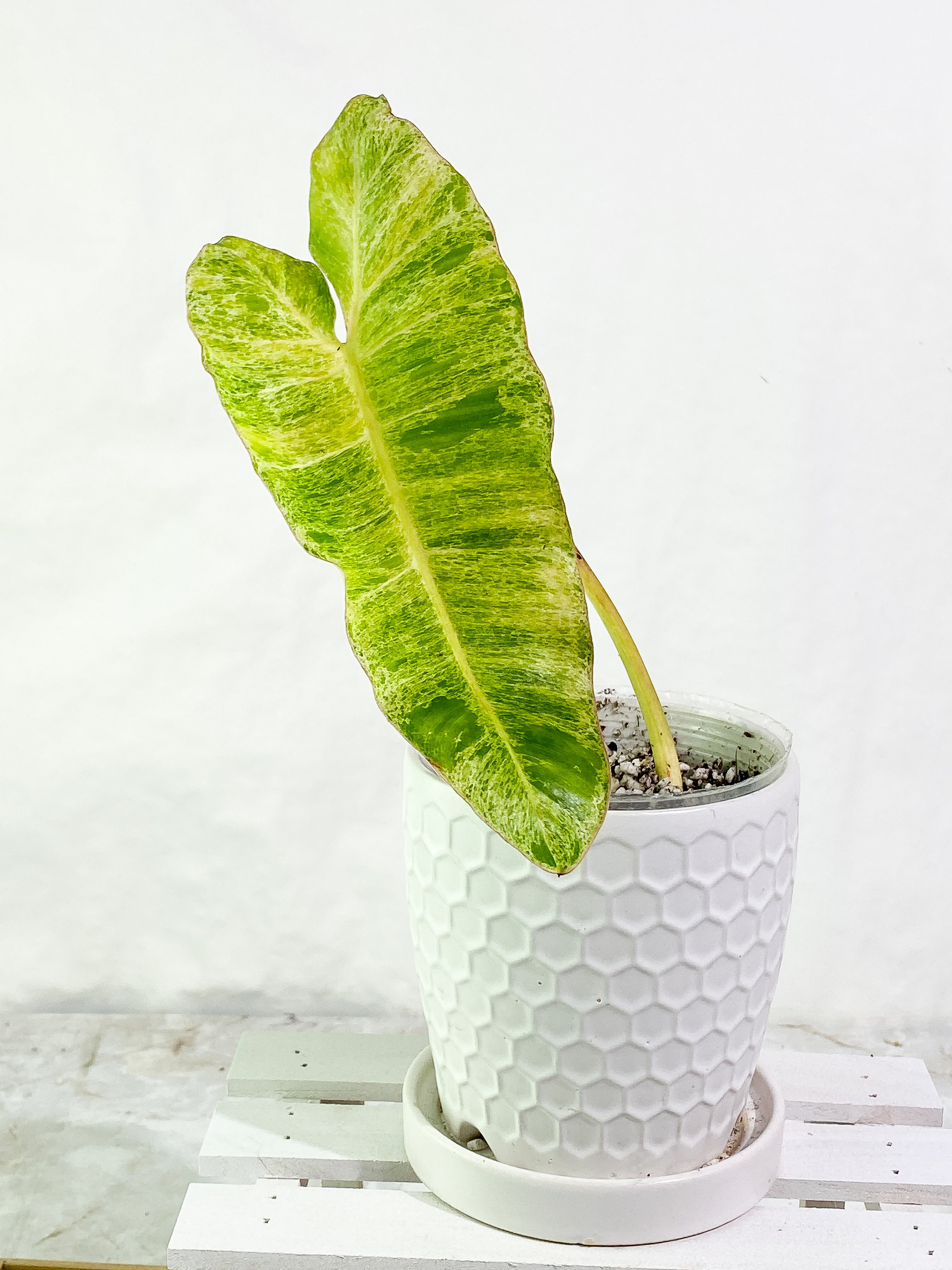 Philodendron Paraiso Verde 1 leaf Rooted