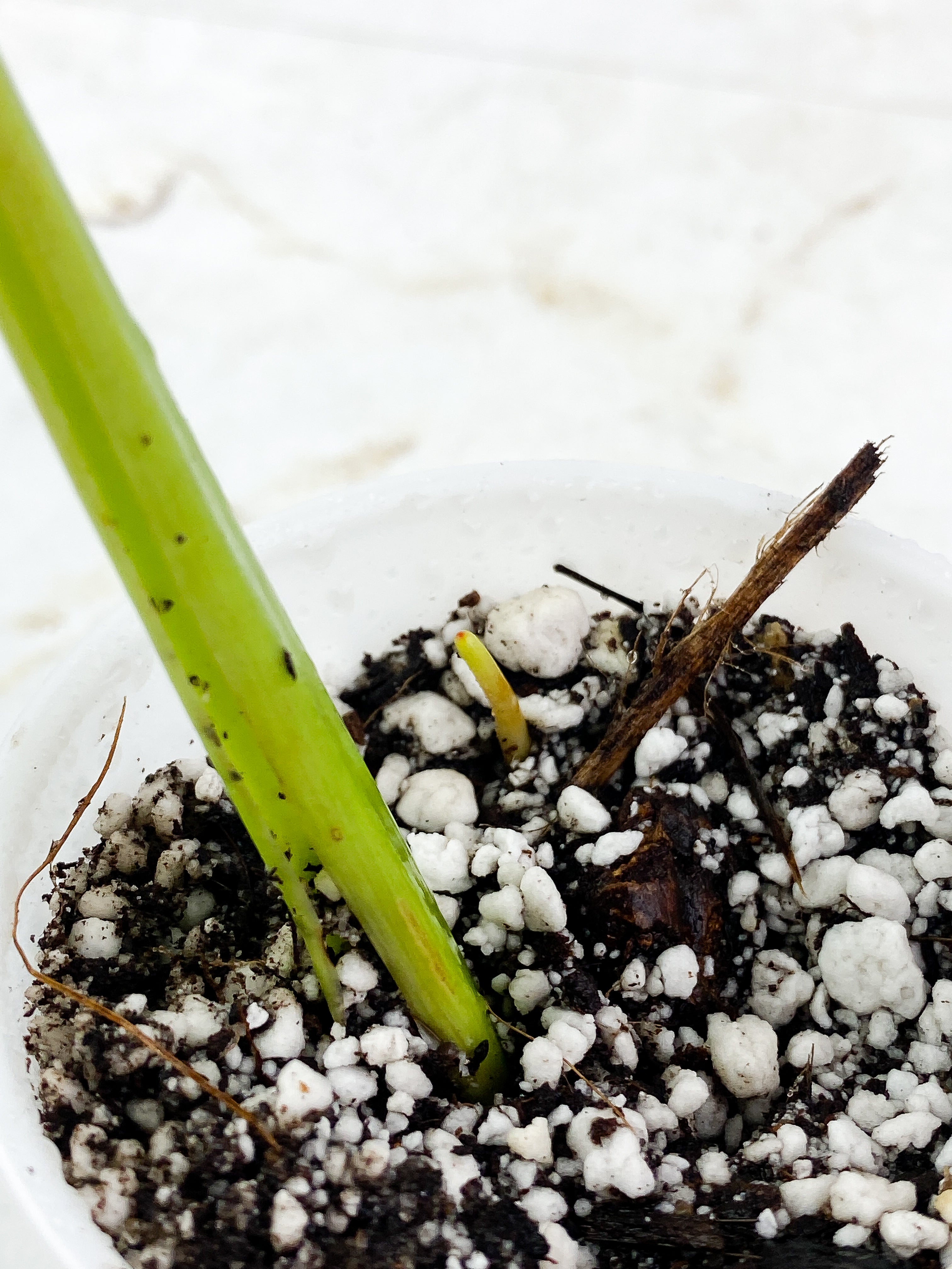 Philodendron Jose Buono Slightly Rooted 1 leaf