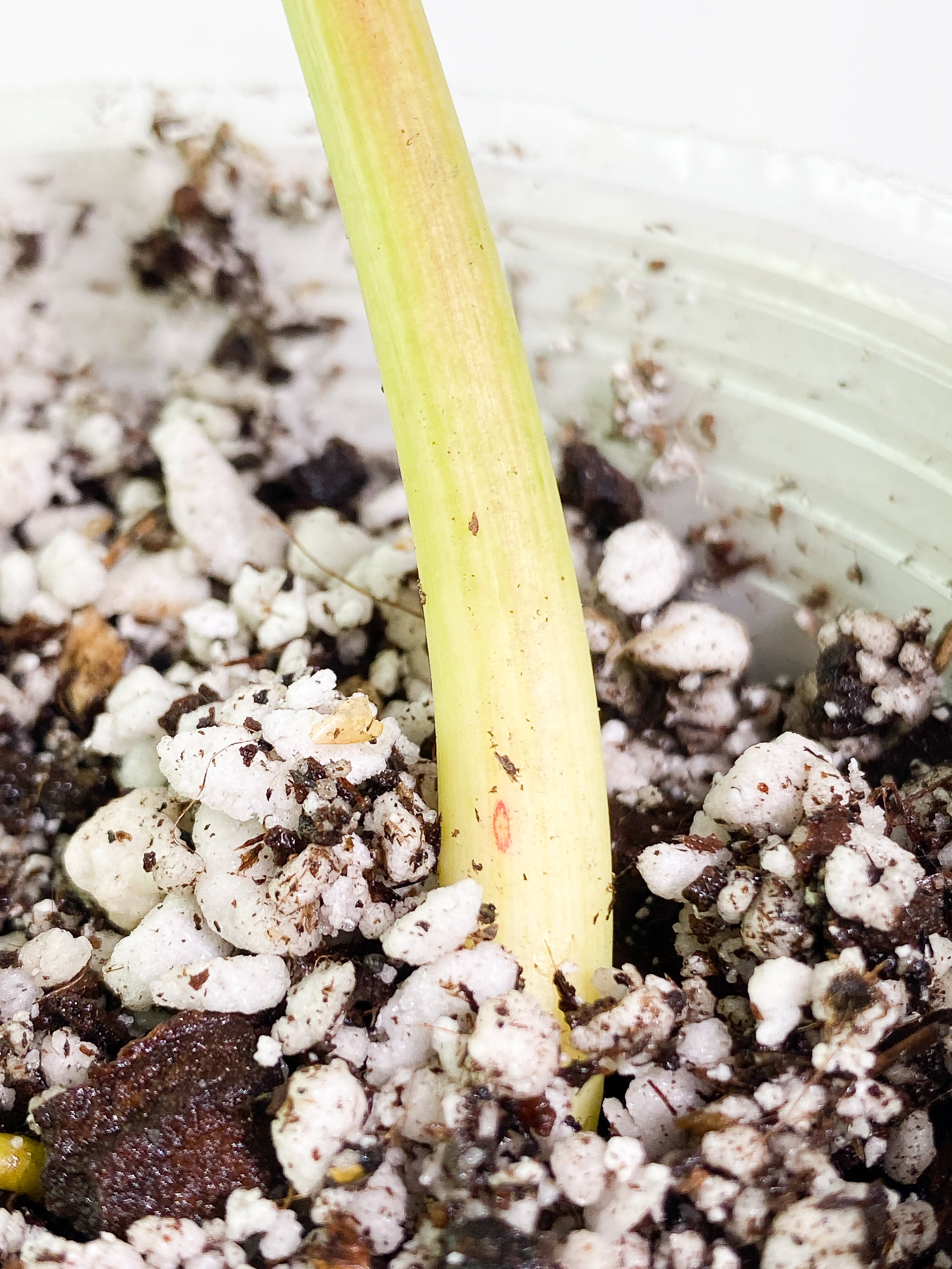 Philodendron Paraiso Verde 1 leaf Rooted