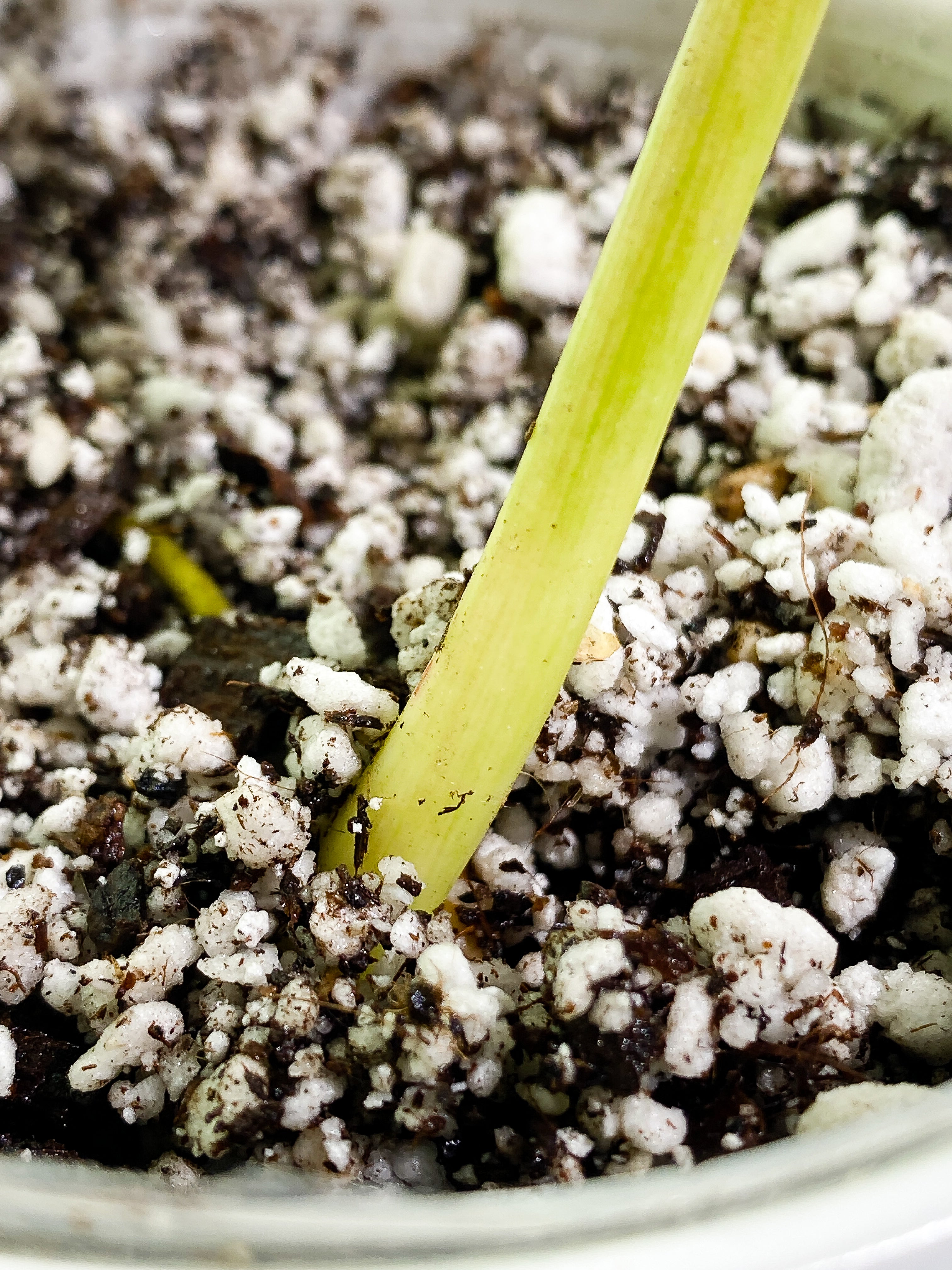 Philodendron Paraiso Verde 1 leaf Rooted