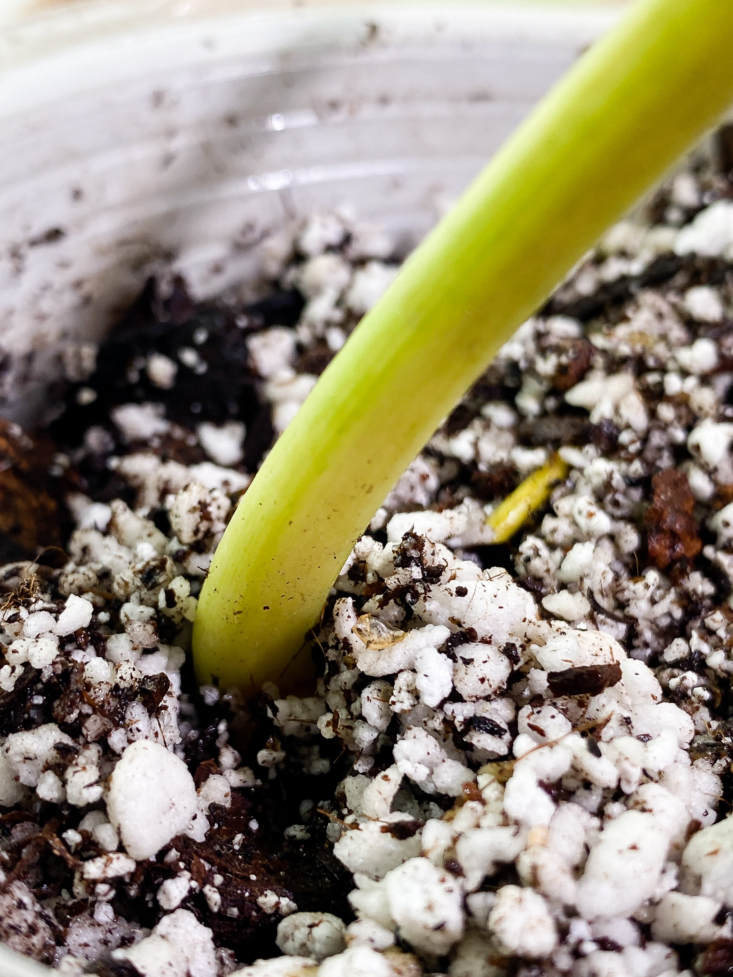 Philodendron Paraiso Verde 1 leaf Rooted