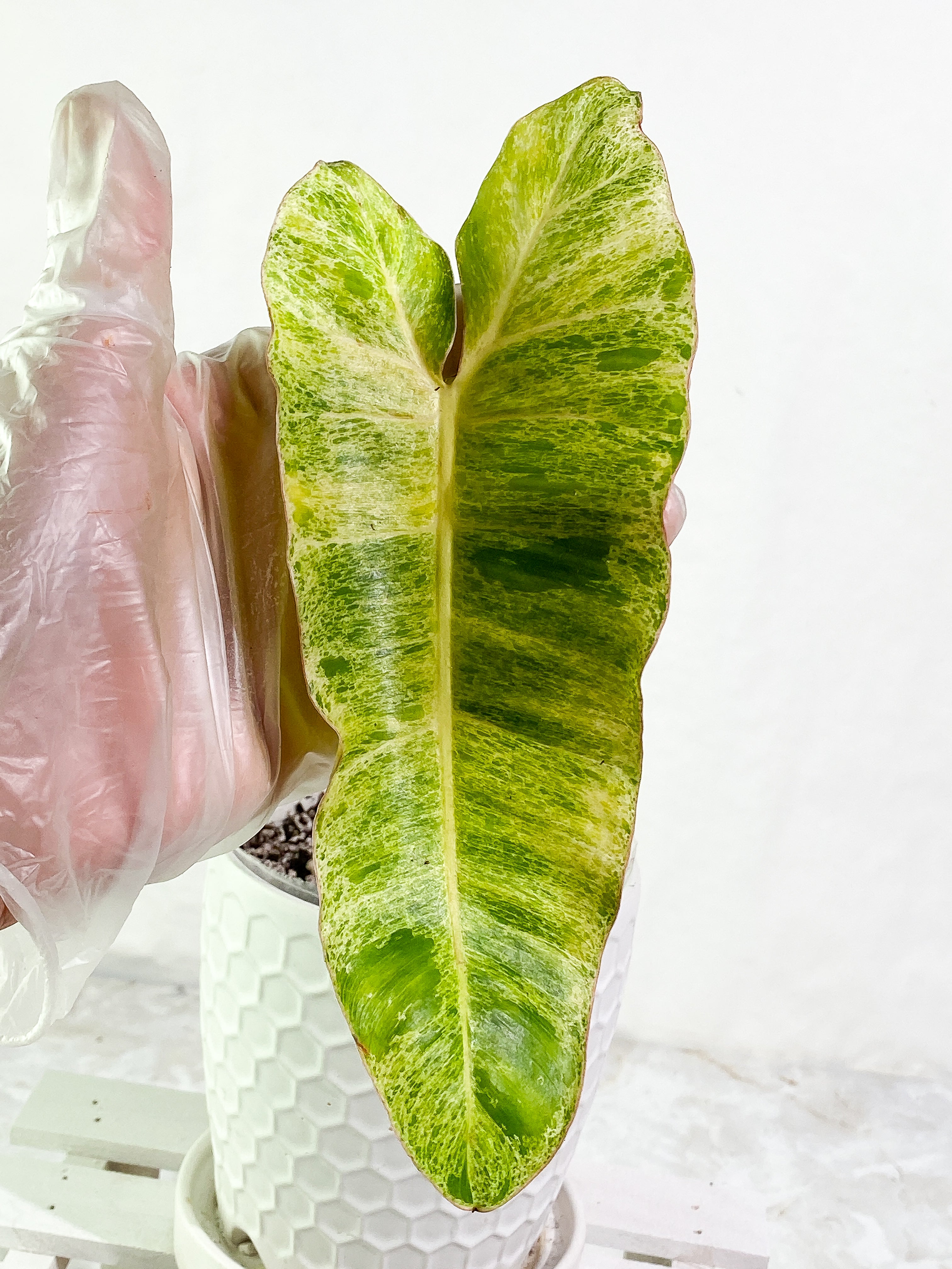 Philodendron Paraiso Verde 1 leaf Rooted
