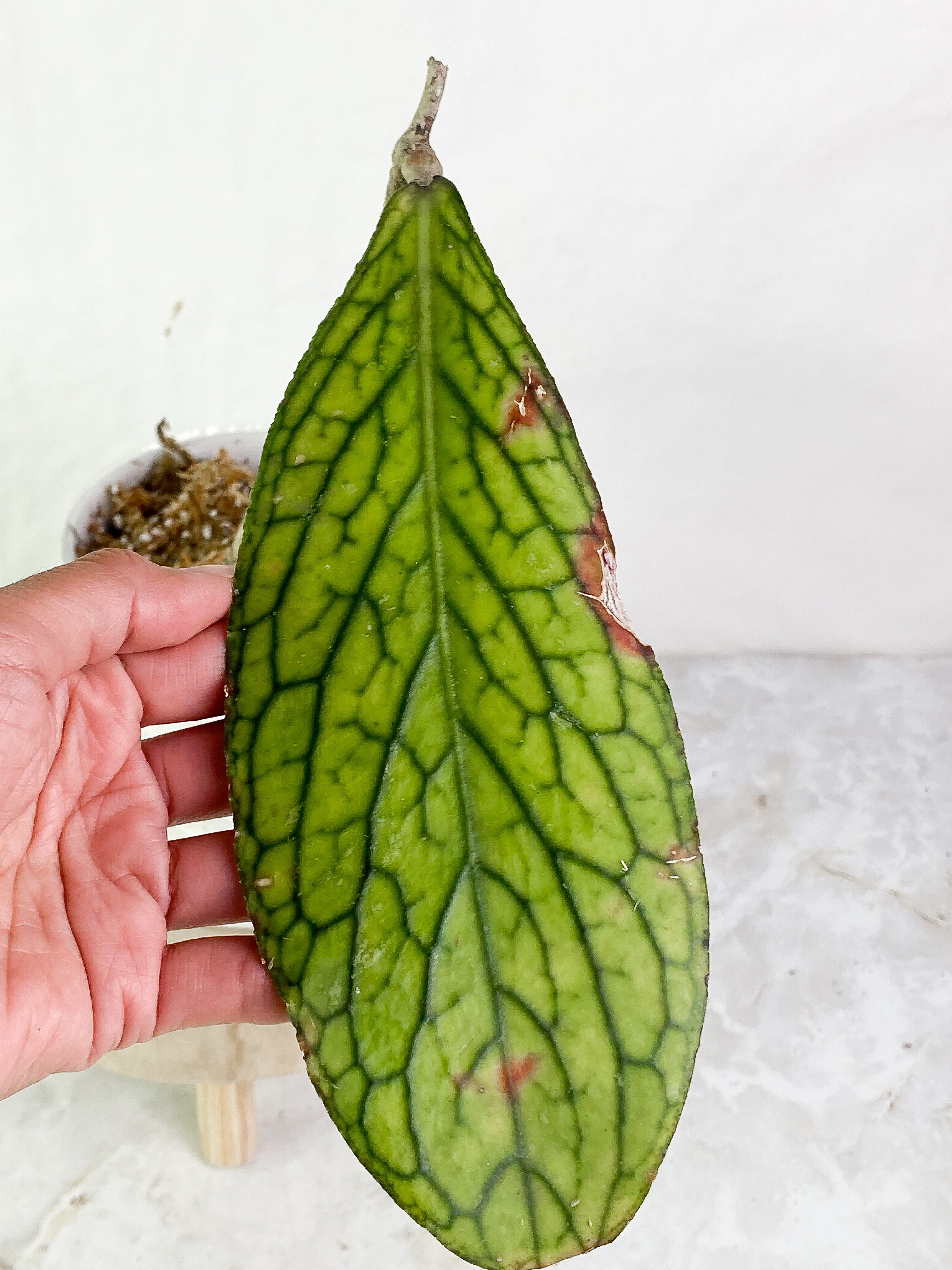 Hoya tenggamus 1 leaf Rooted