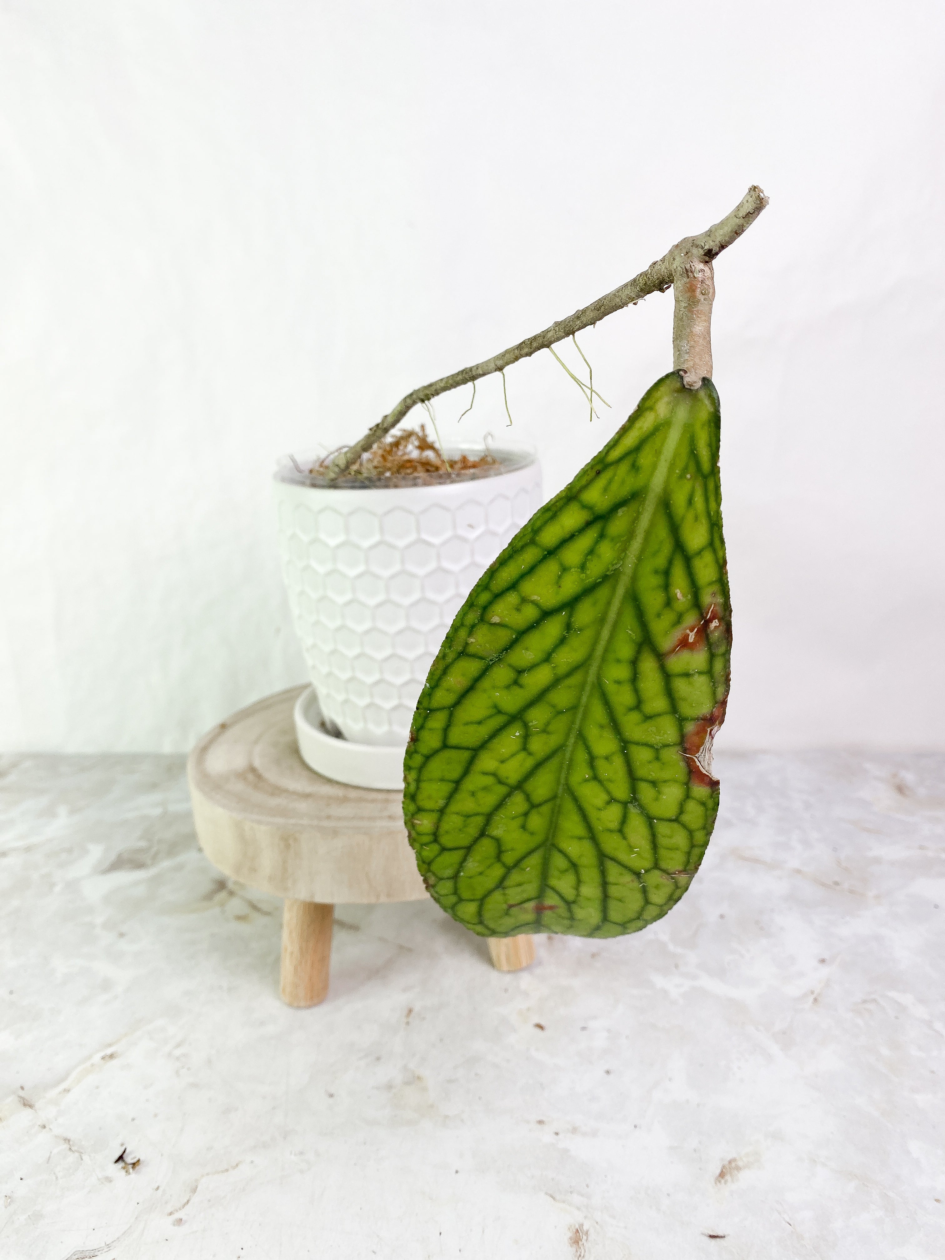 Hoya tenggamus 1 leaf Rooted