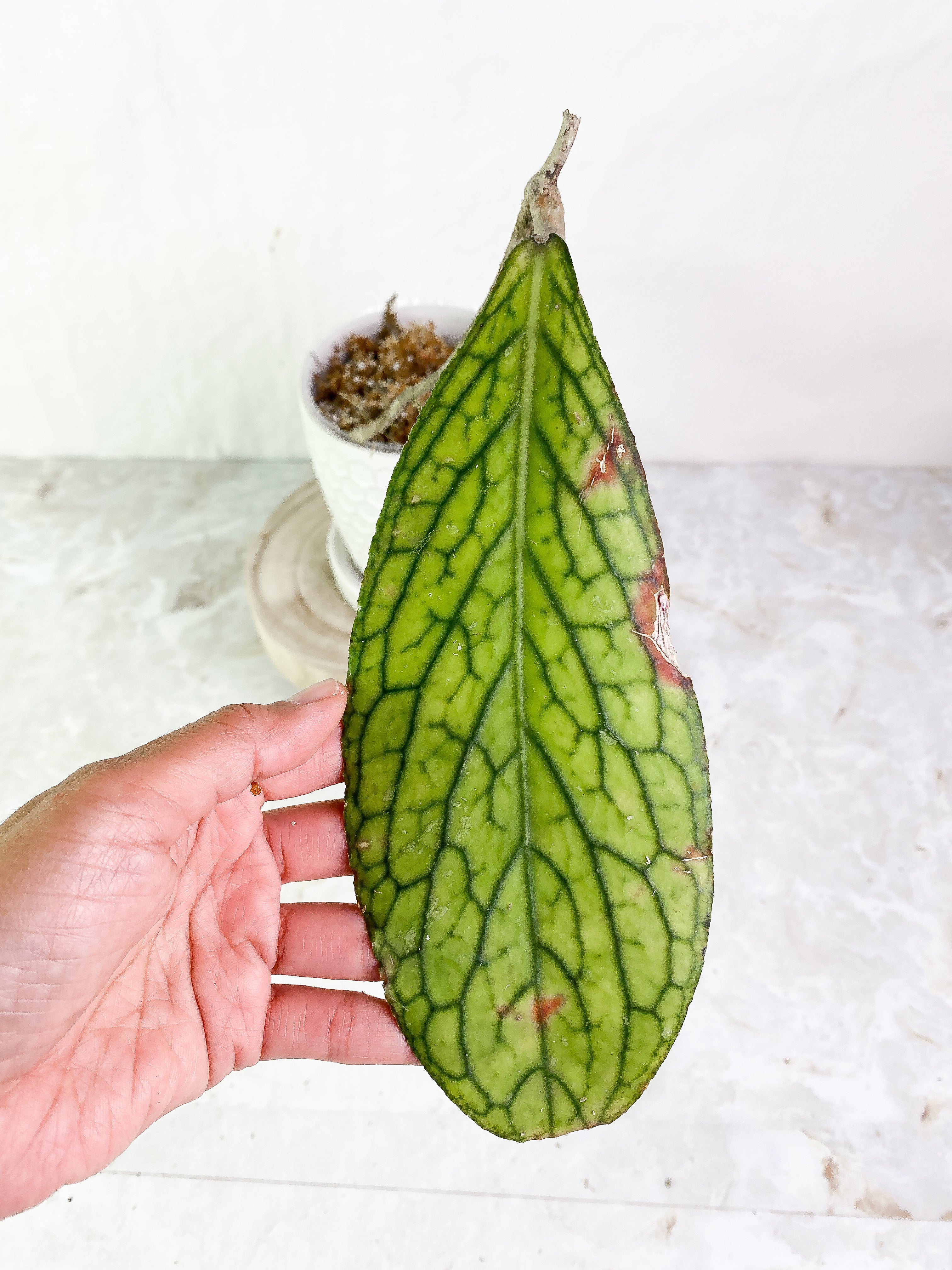 Hoya tenggamus 1 leaf Rooted
