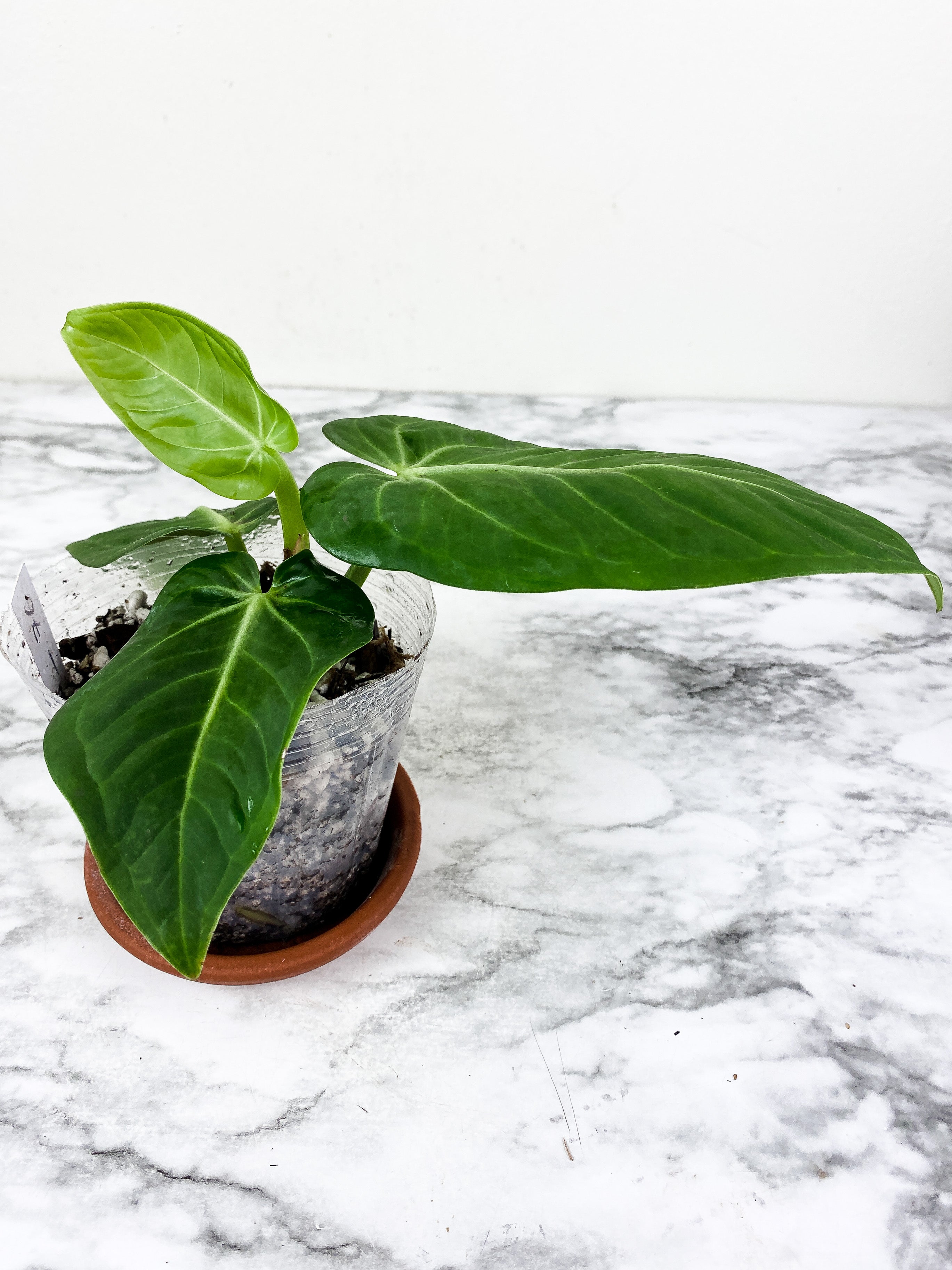 Anthurium Villenaorum 4 leaves rooted