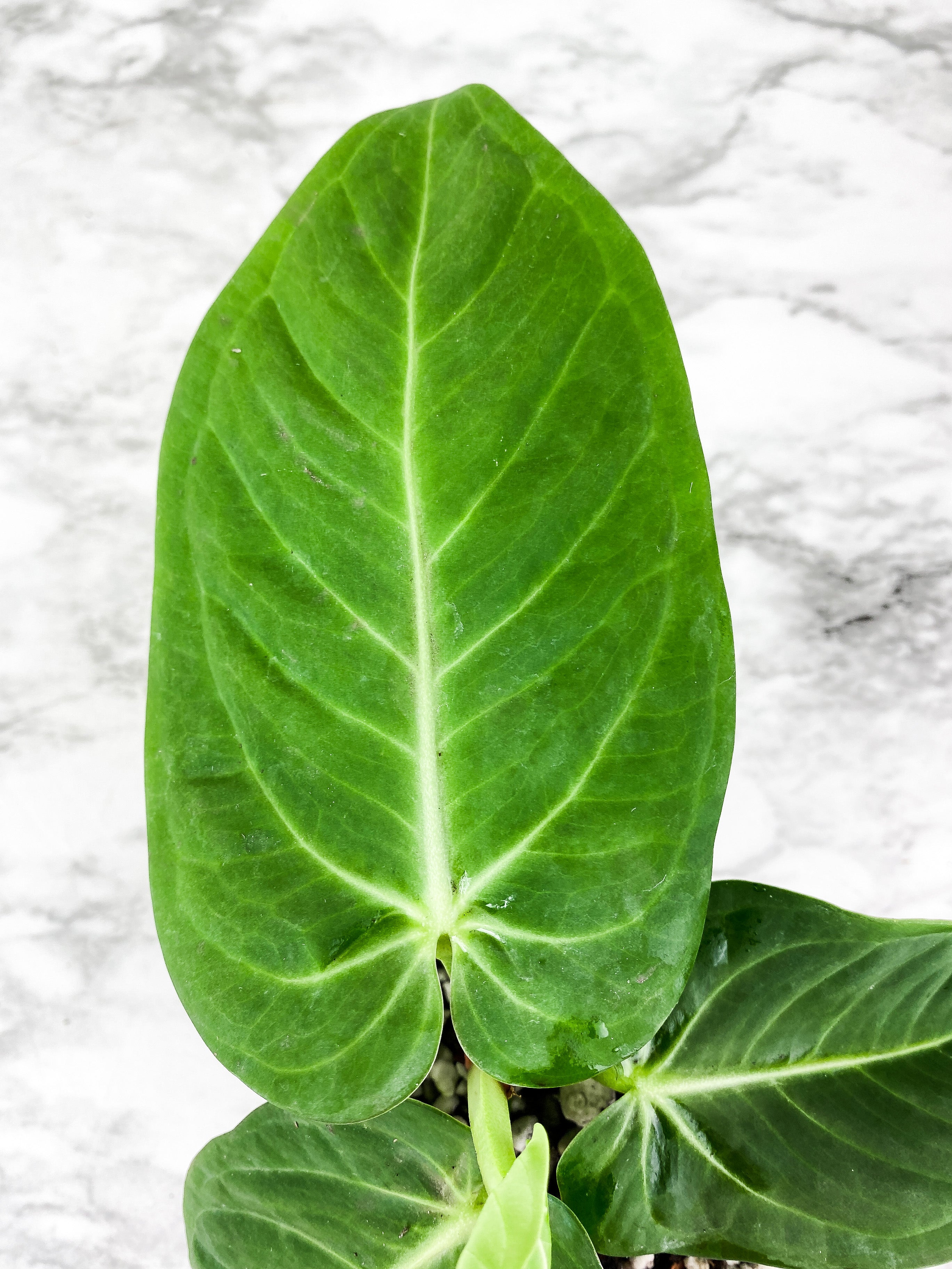 Anthurium Villenaorum 4 leaves rooted