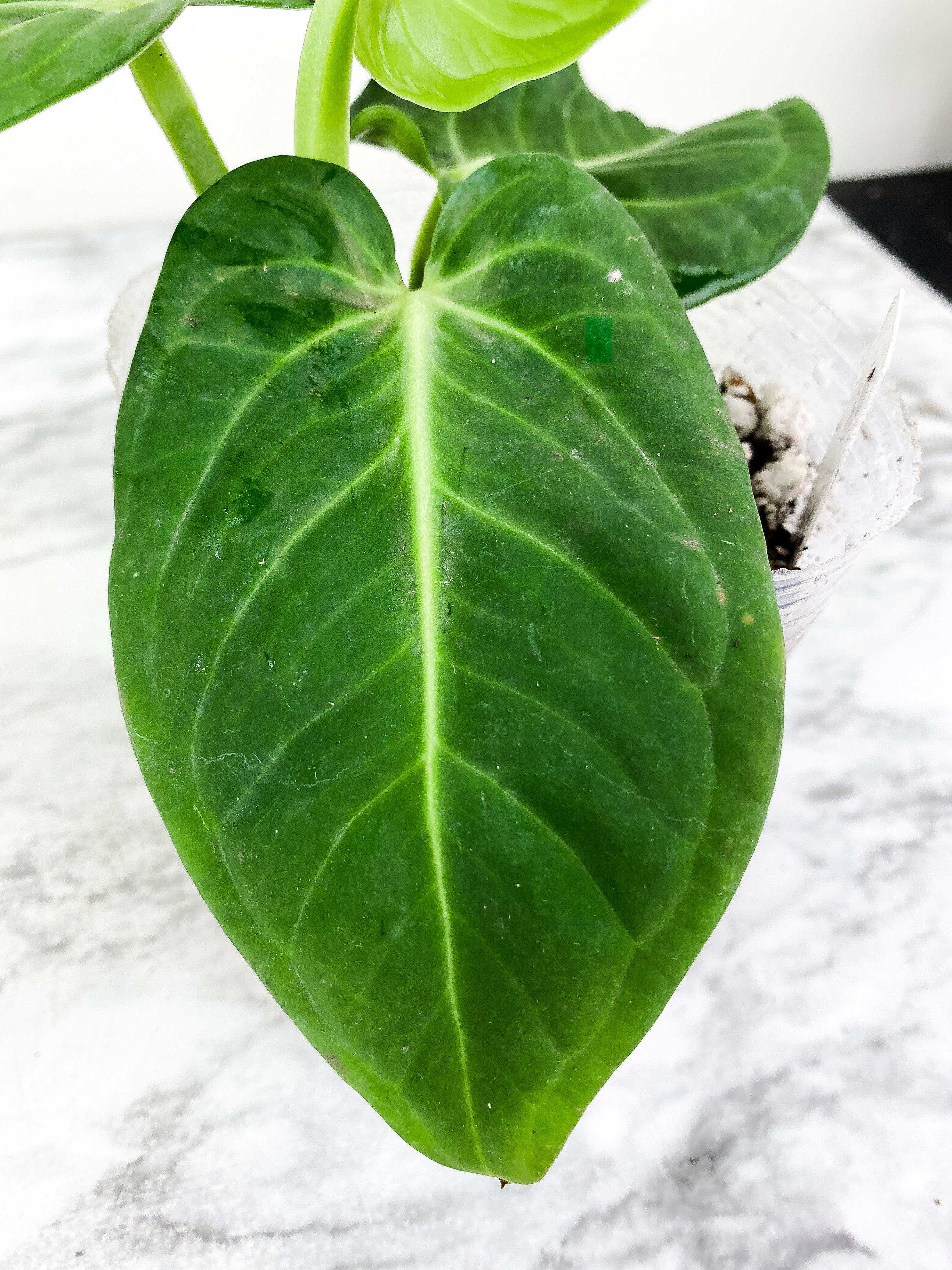 Anthurium Villenaorum 4 leaves rooted