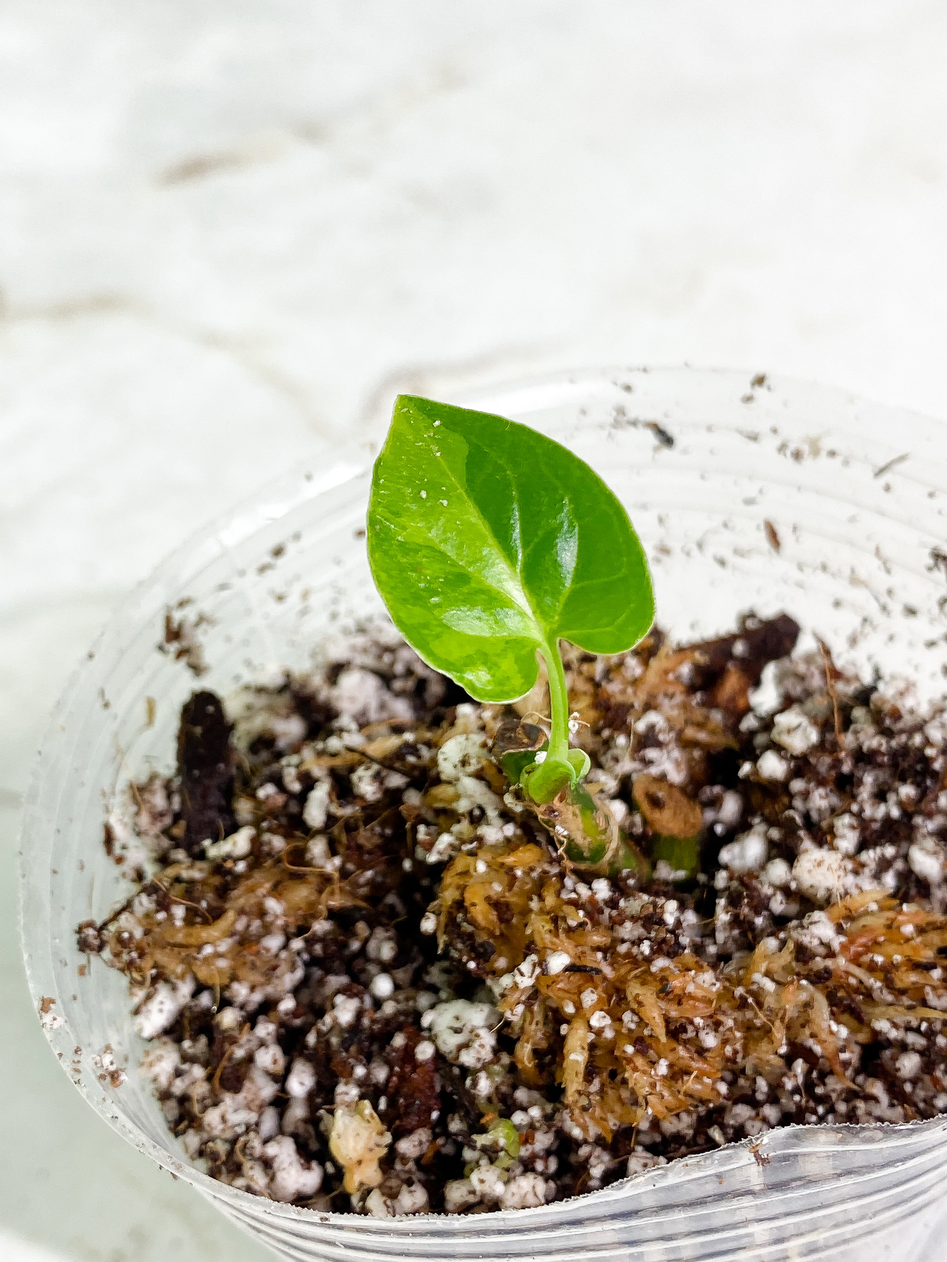 Syngonium Aurea rooted 1 leaves 3 sprouts multiple nodes