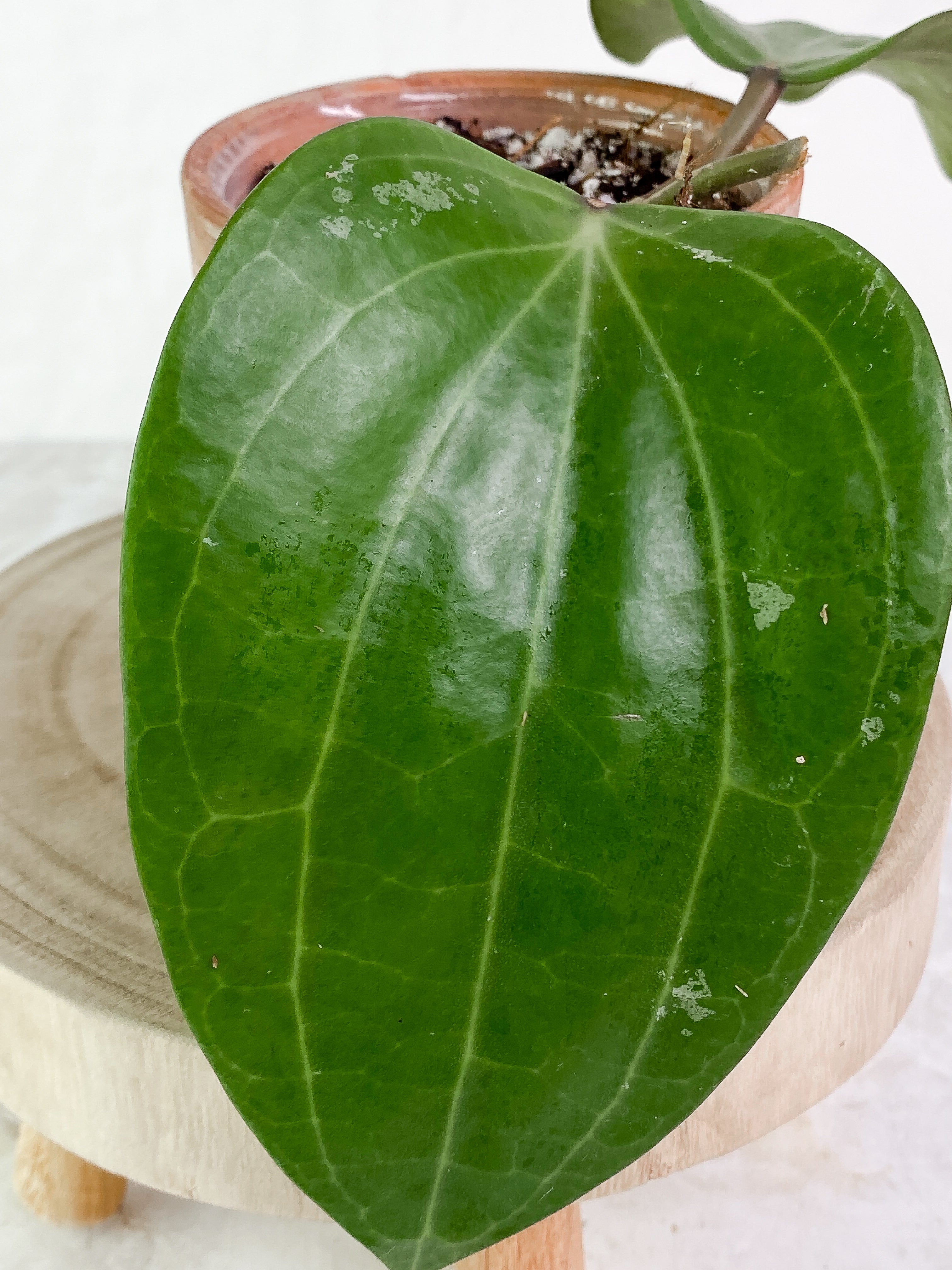Hoya Latifolia 2 leaves Rooted