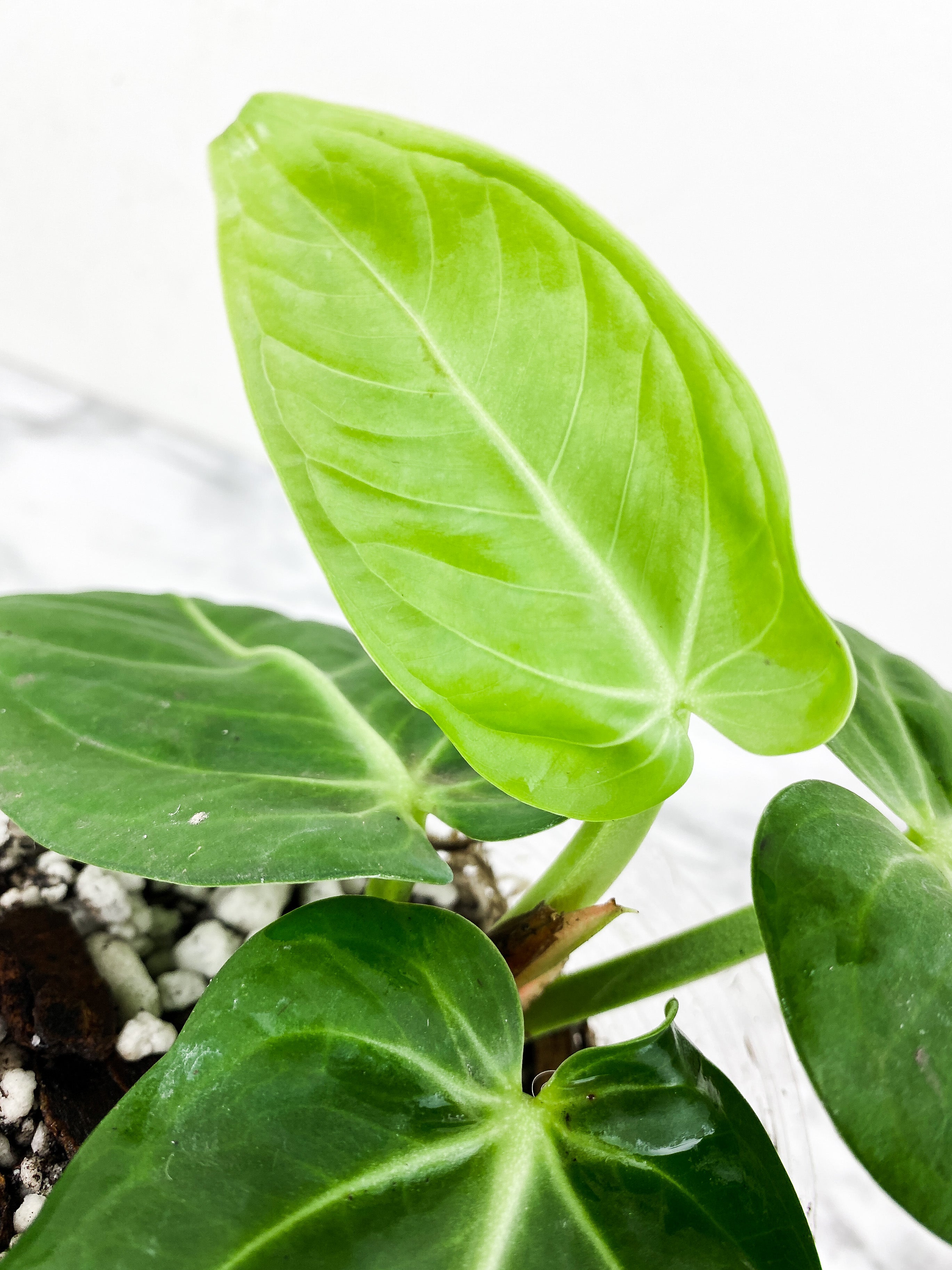 Anthurium Villenaorum 4 leaves rooted