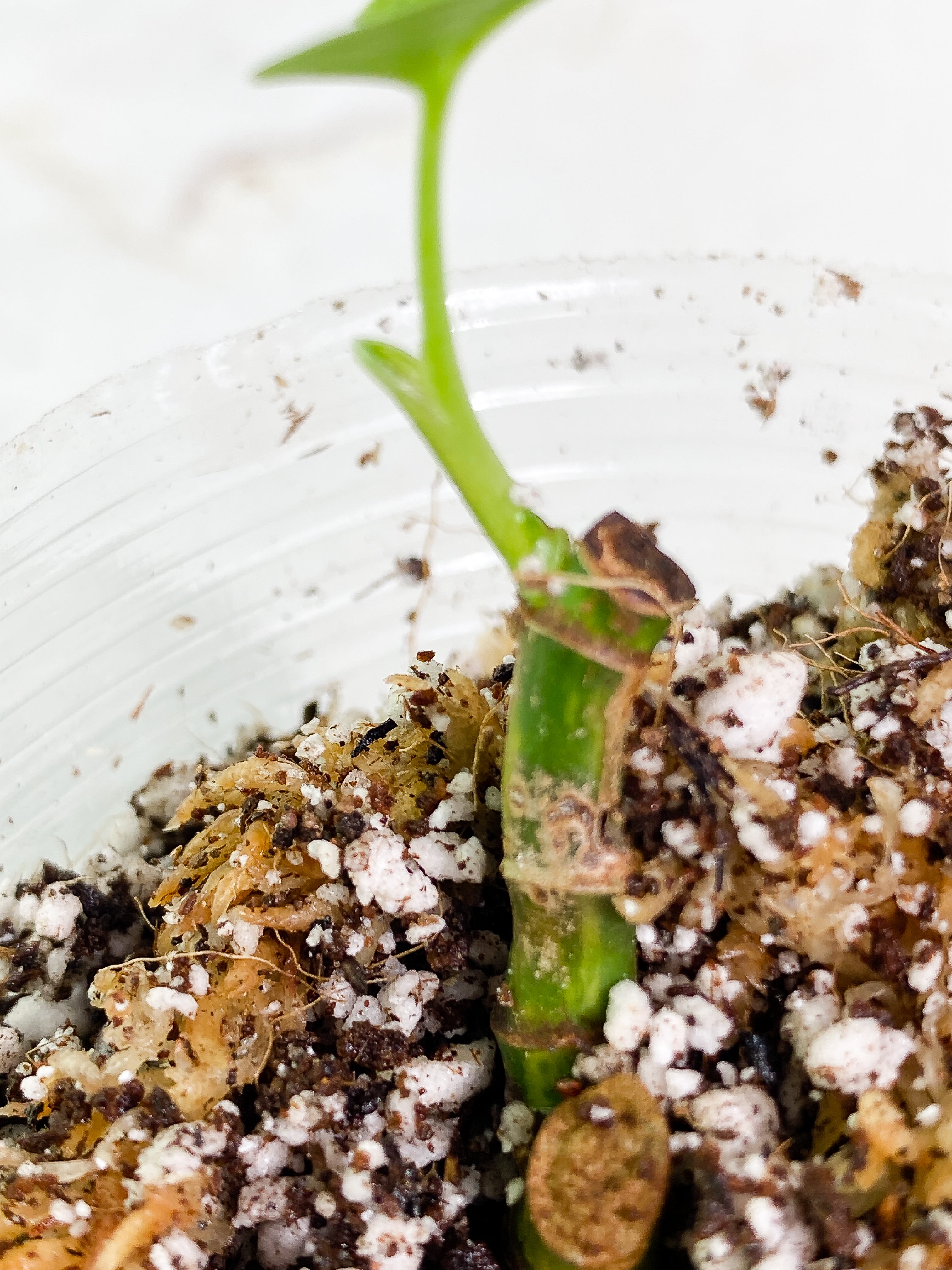Syngonium Aurea rooted 1 leaves 3 sprouts multiple nodes