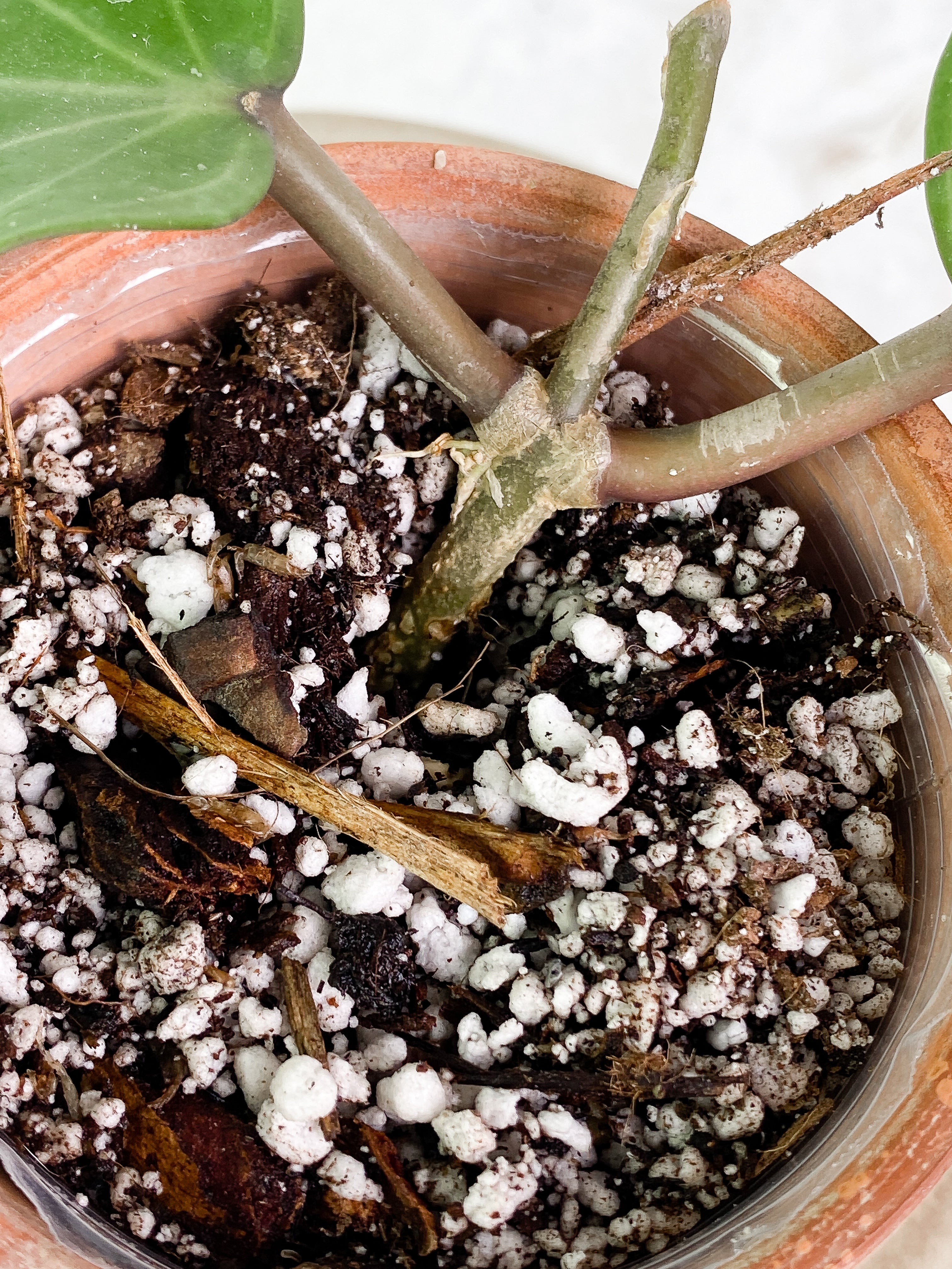 Hoya Latifolia 2 leaves Rooted