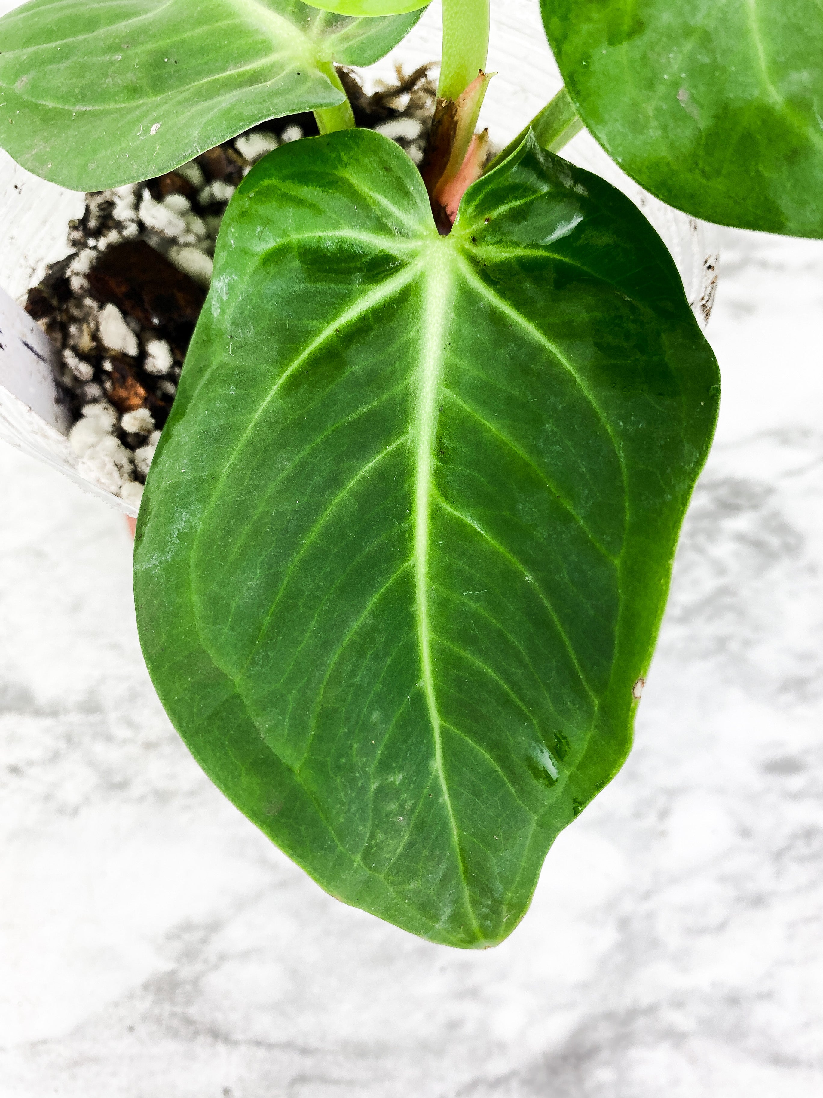 Anthurium Villenaorum 4 leaves rooted