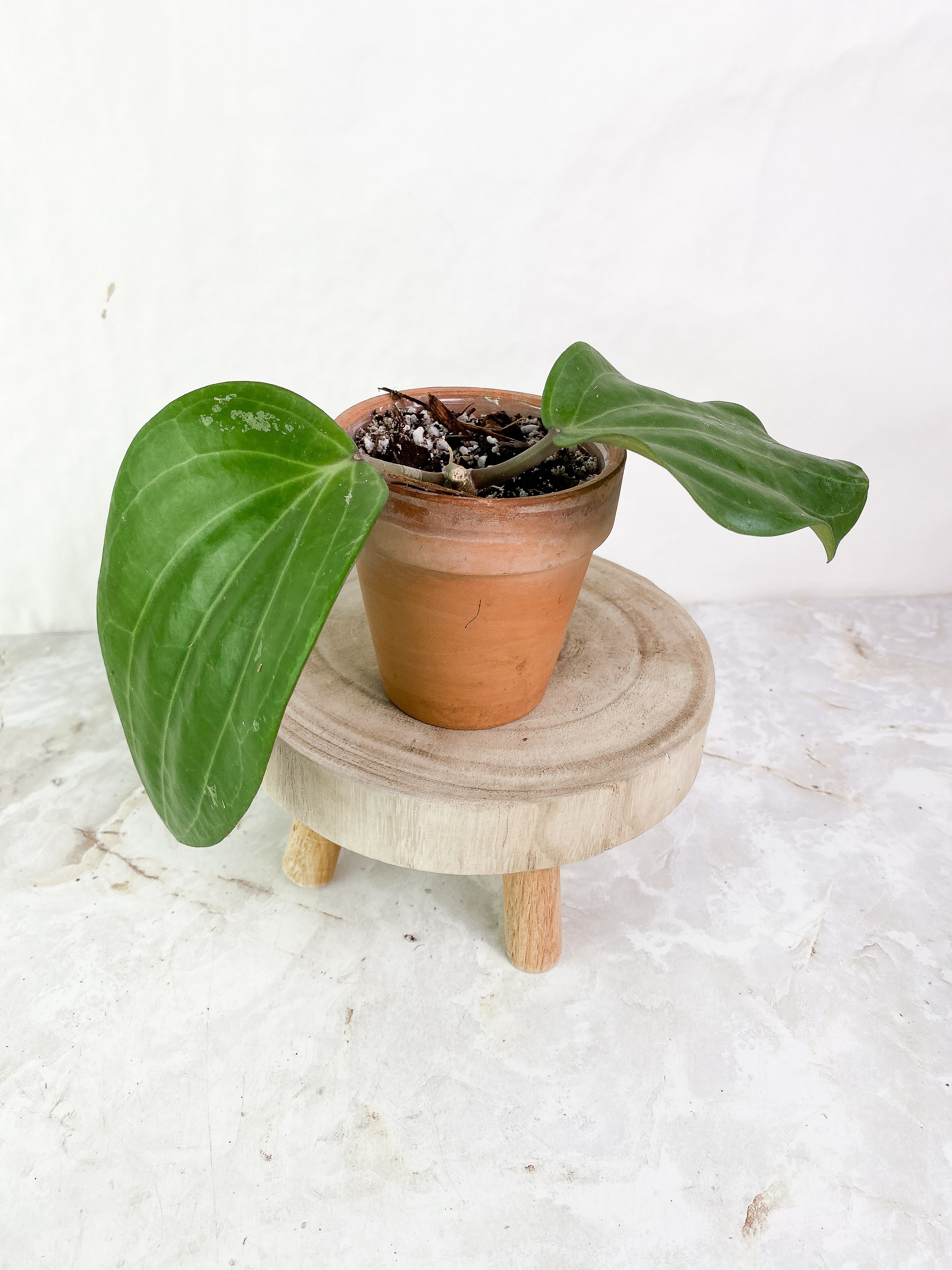 Hoya Latifolia 2 leaves Rooted