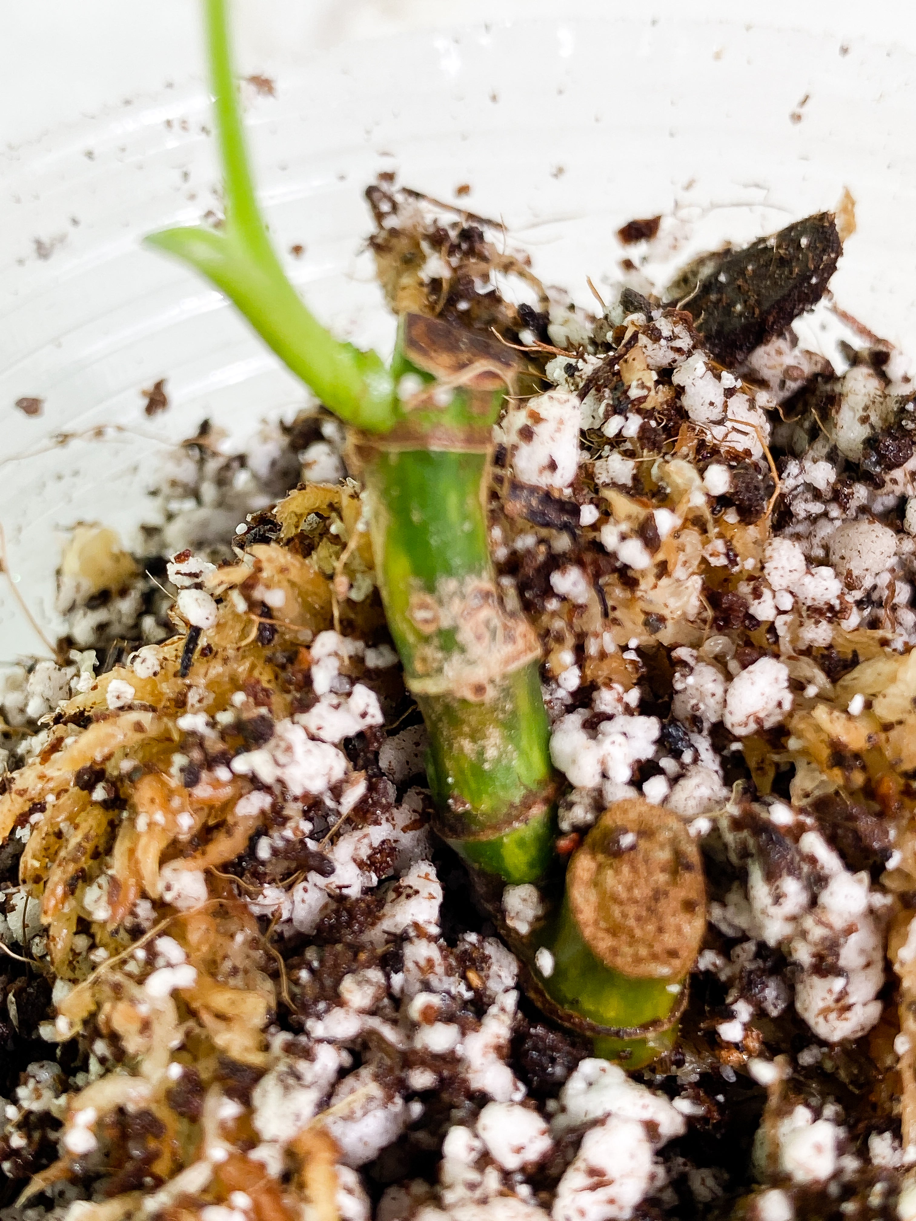 Syngonium Aurea rooted 1 leaves 3 sprouts multiple nodes
