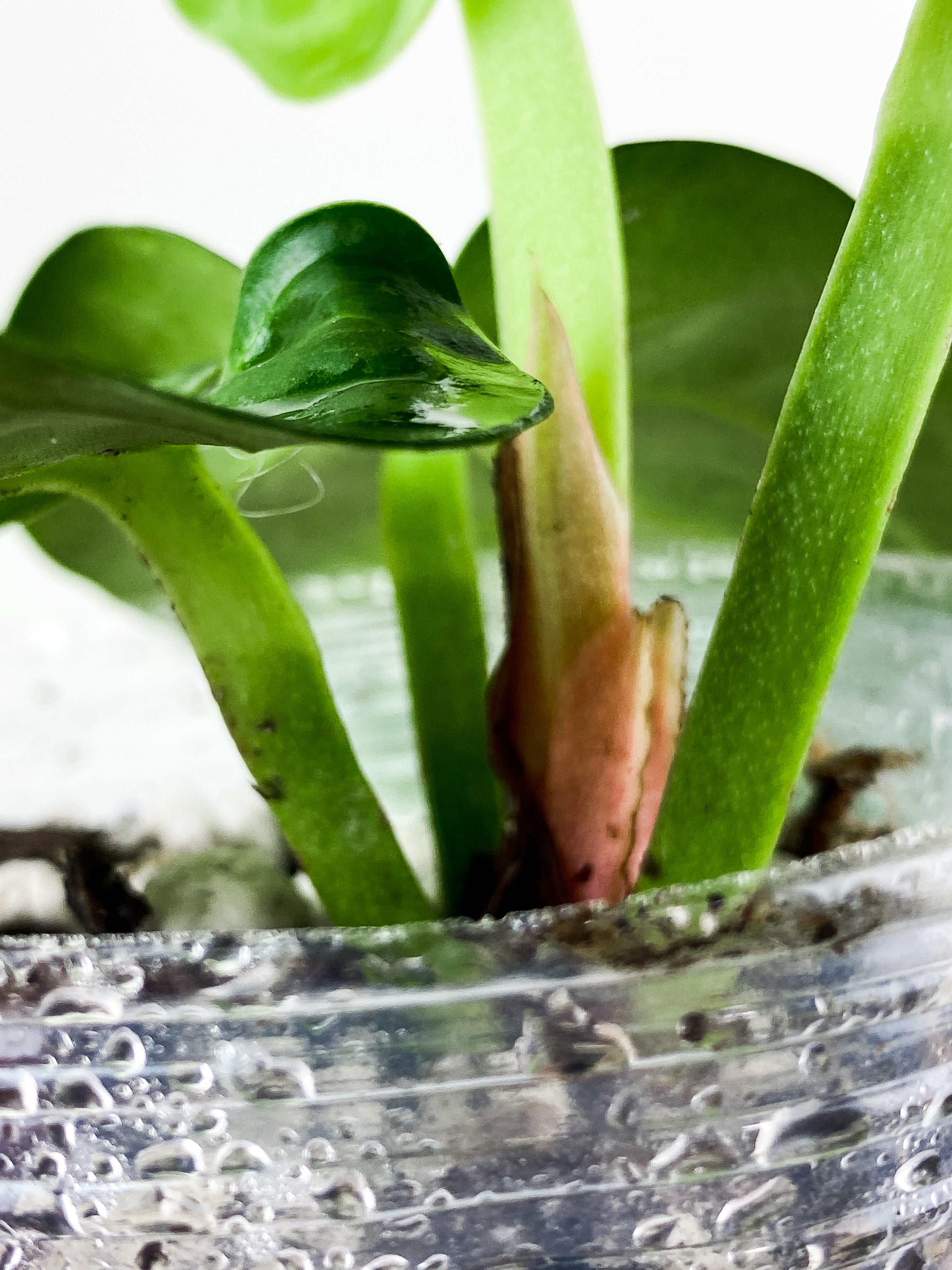 Anthurium Villenaorum 4 leaves rooted