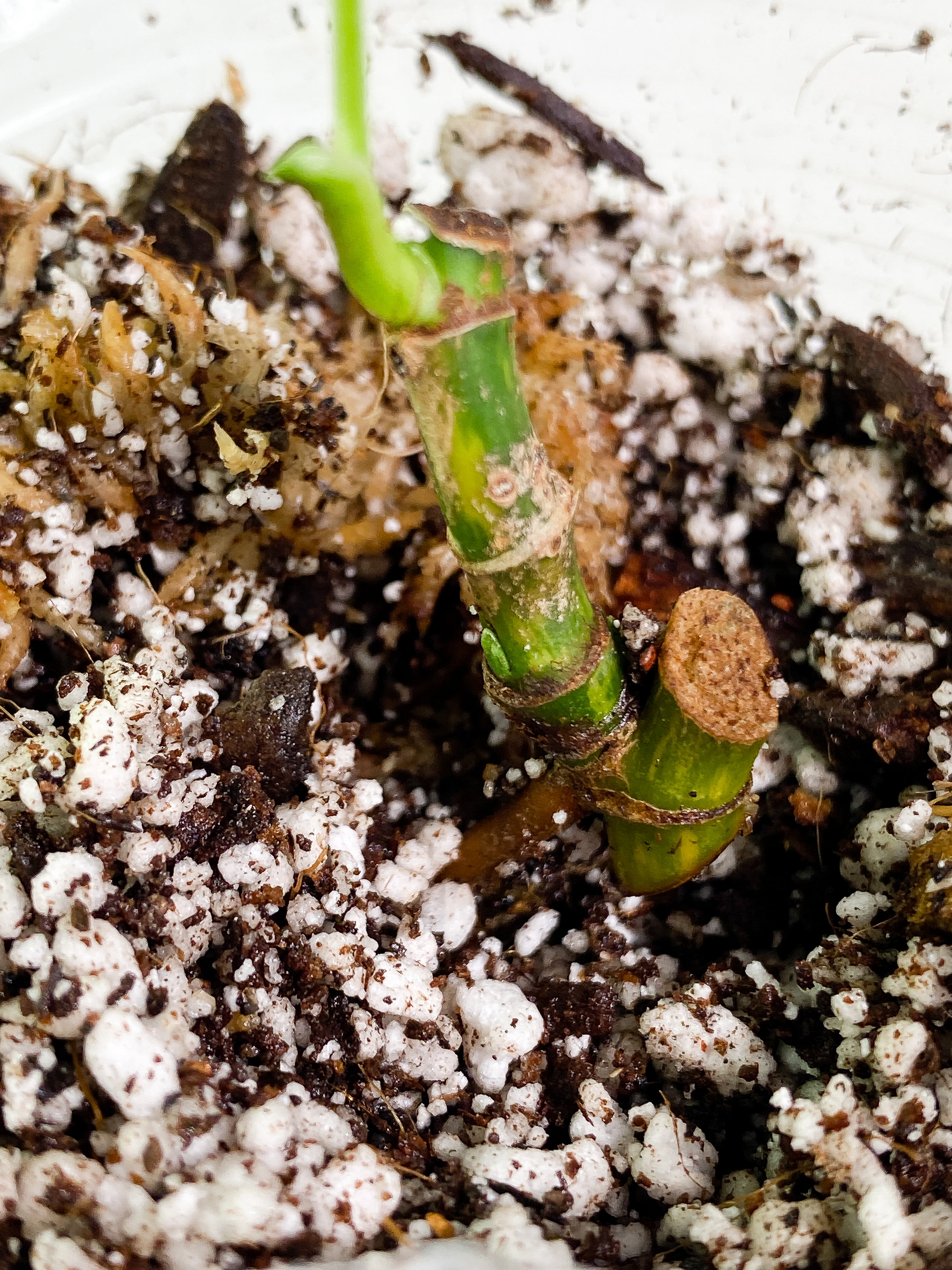 Syngonium Aurea rooted 1 leaves 3 sprouts multiple nodes