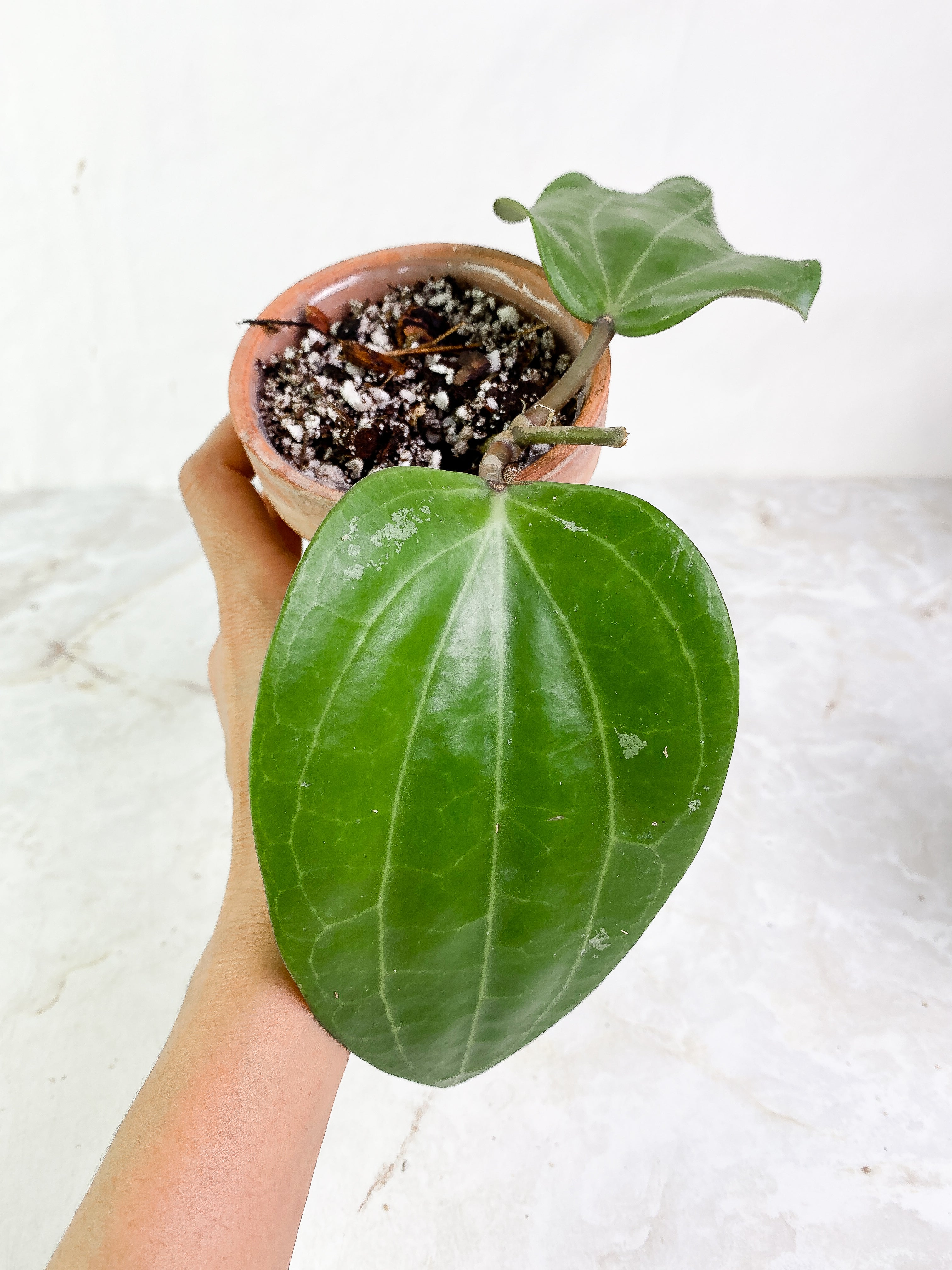 Hoya Latifolia 2 leaves Rooted