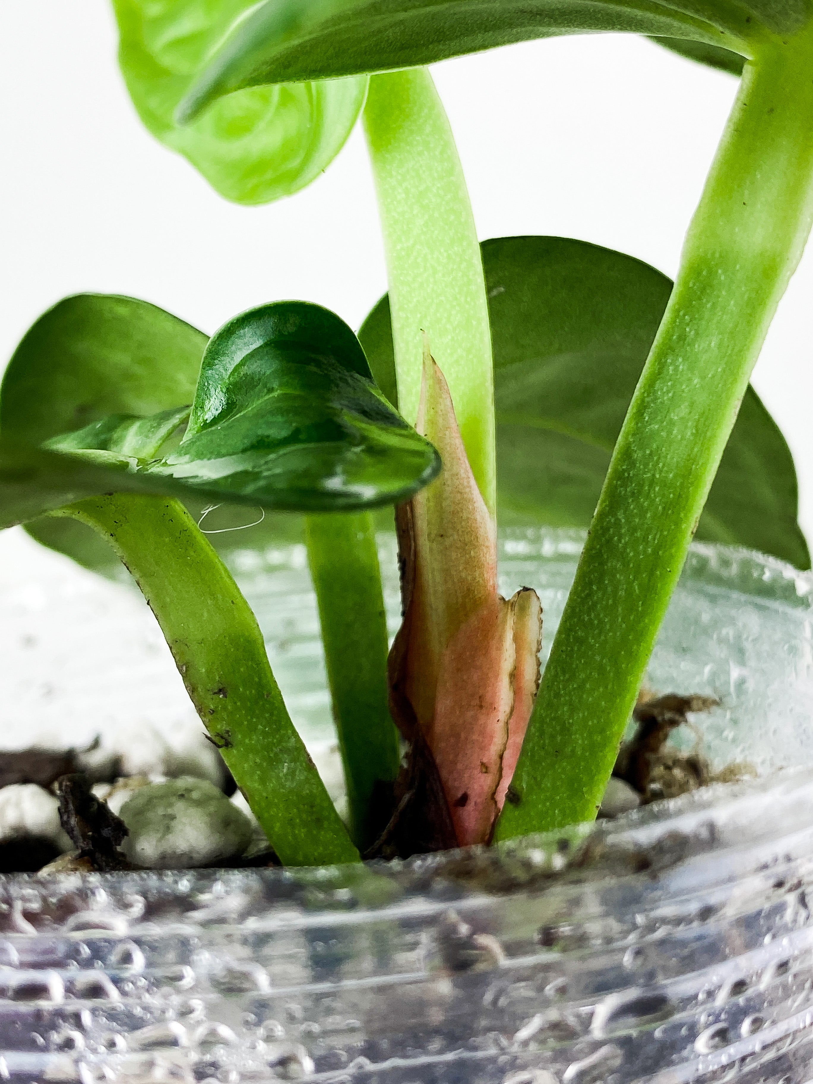 Anthurium Villenaorum 4 leaves rooted