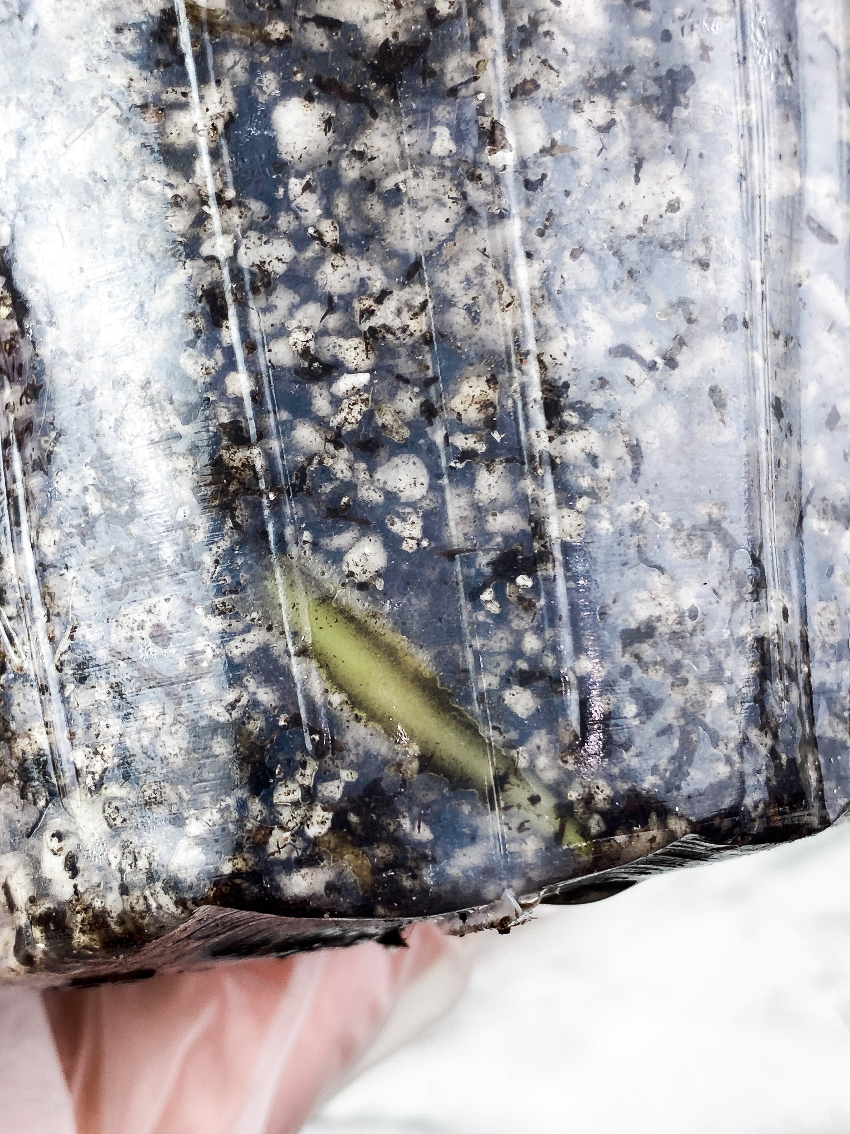 Anthurium Villenaorum 4 leaves rooted