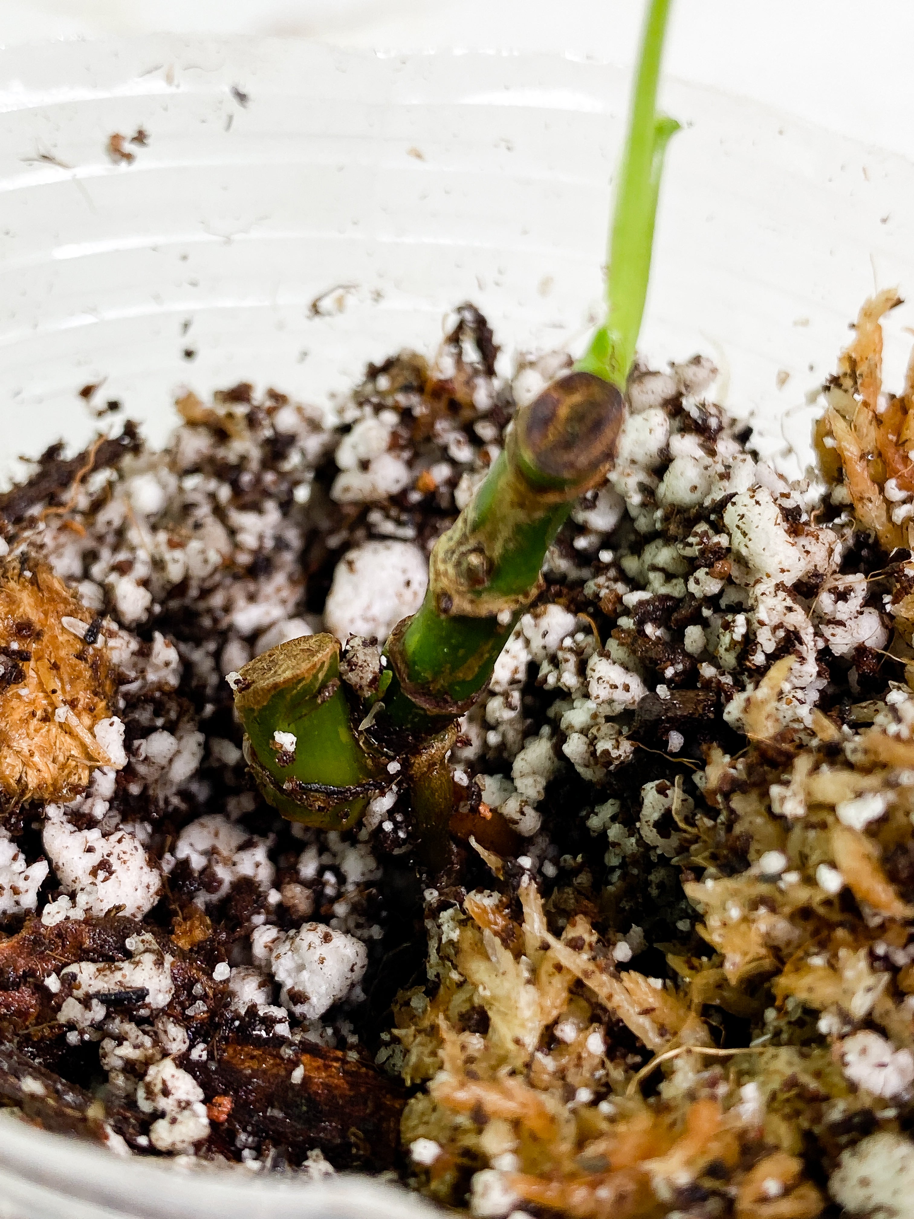 Syngonium Aurea rooted 1 leaves 3 sprouts multiple nodes