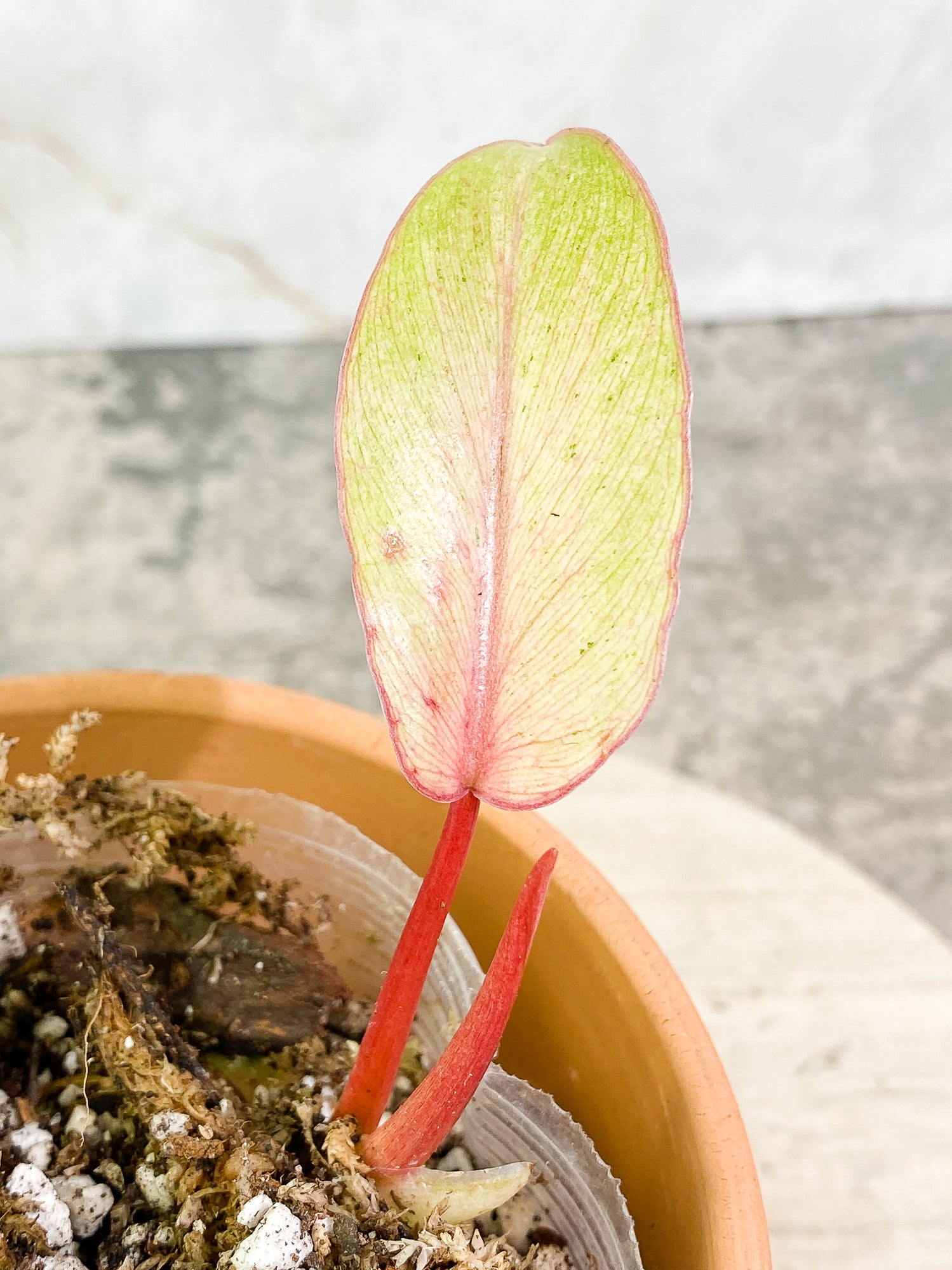 Philodendron SnowDrifts 2 leaves 1 sprout