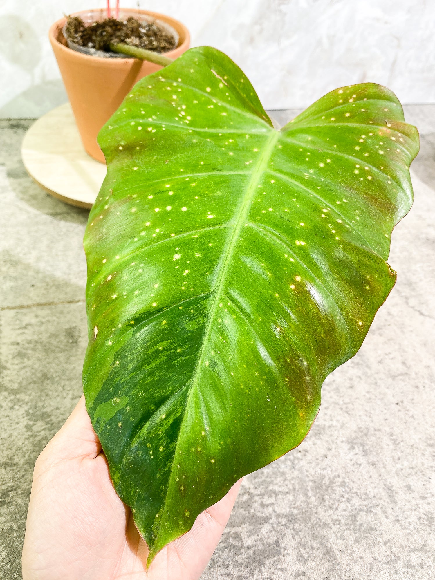 Philodendron SnowDrifts 2 leaves 1 sprout