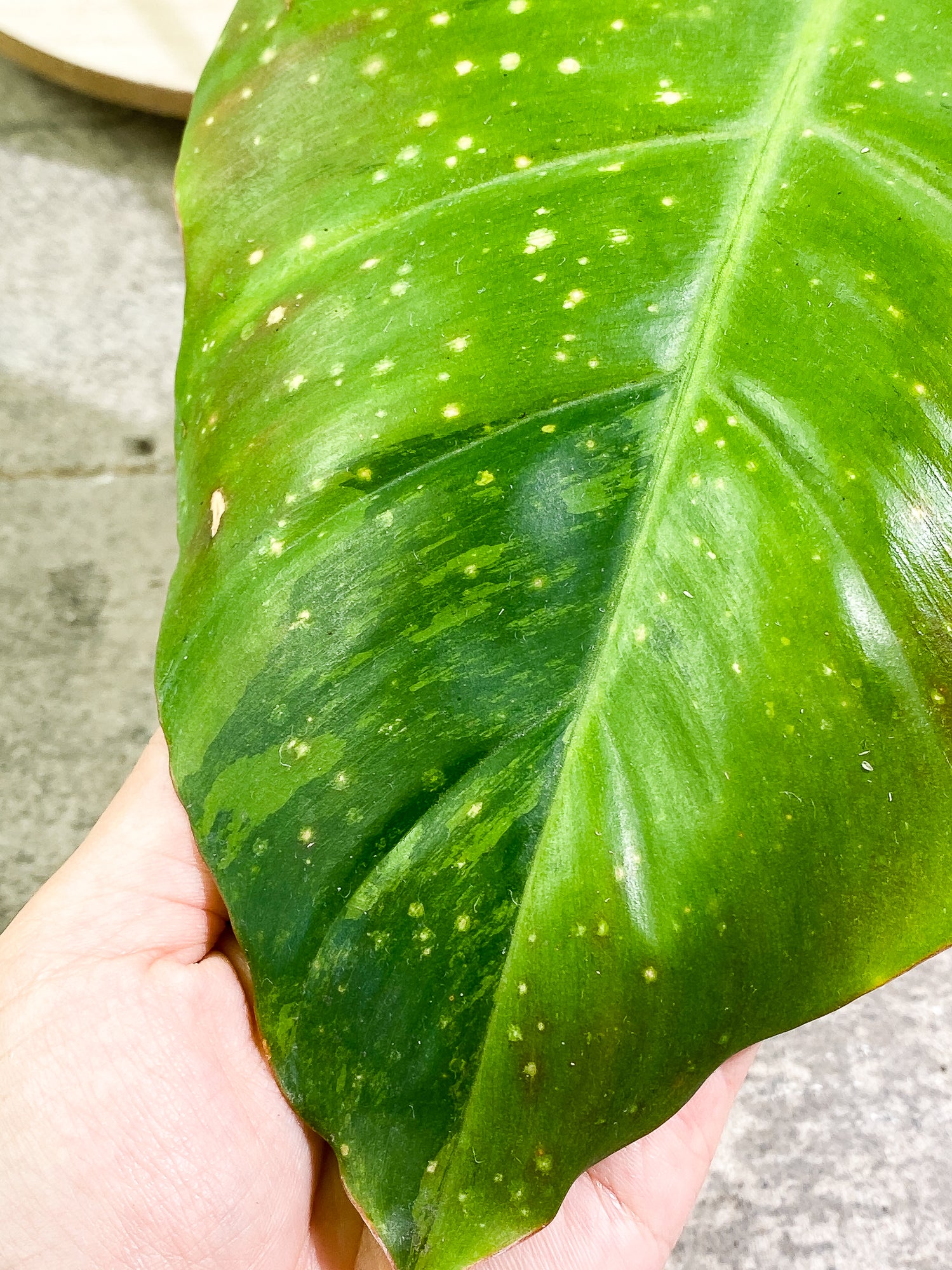 Philodendron SnowDrifts 2 leaves 1 sprout