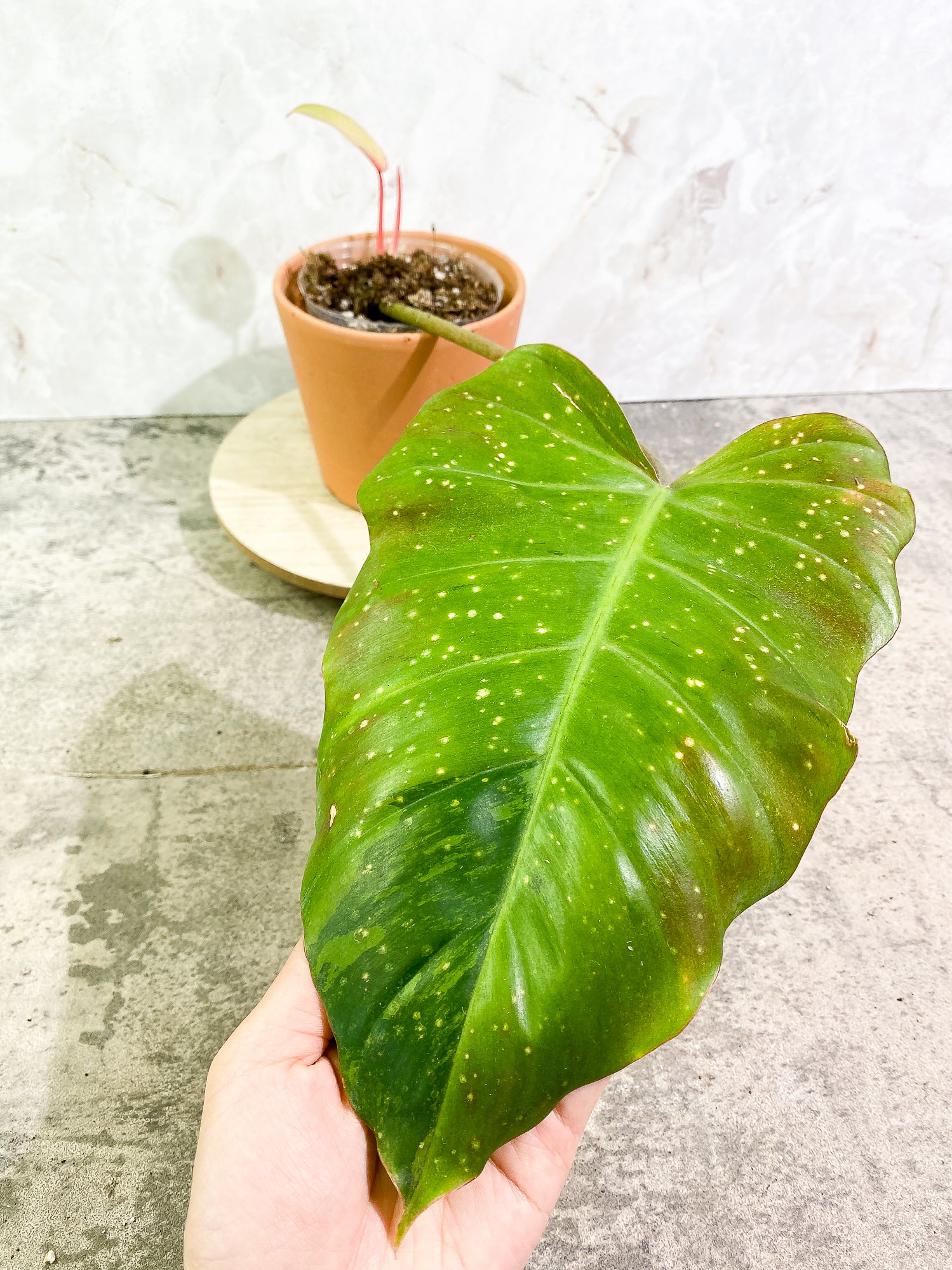 Philodendron SnowDrifts 2 leaves 1 sprout