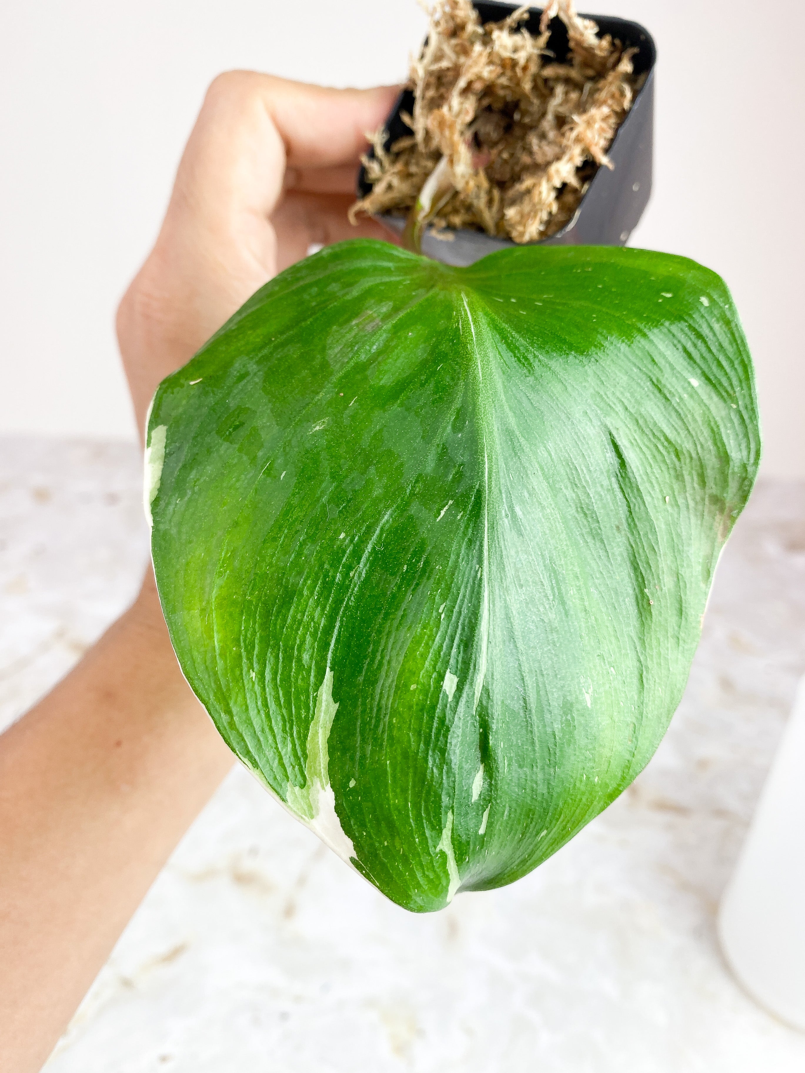 Private sale: Philodendron White knight unrooted