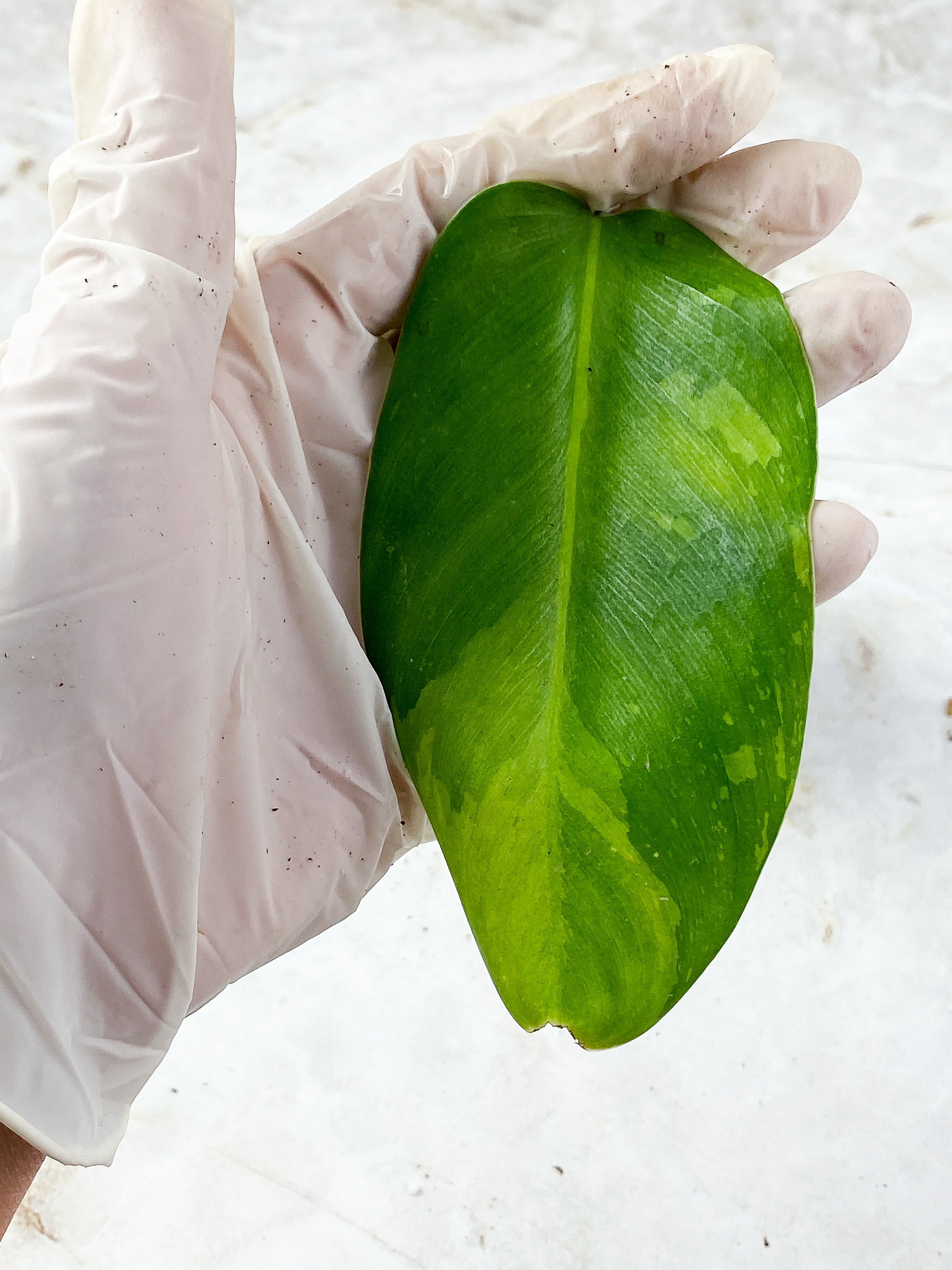 Philodendron Jose Buono Slightly Rooted 1 leaf
