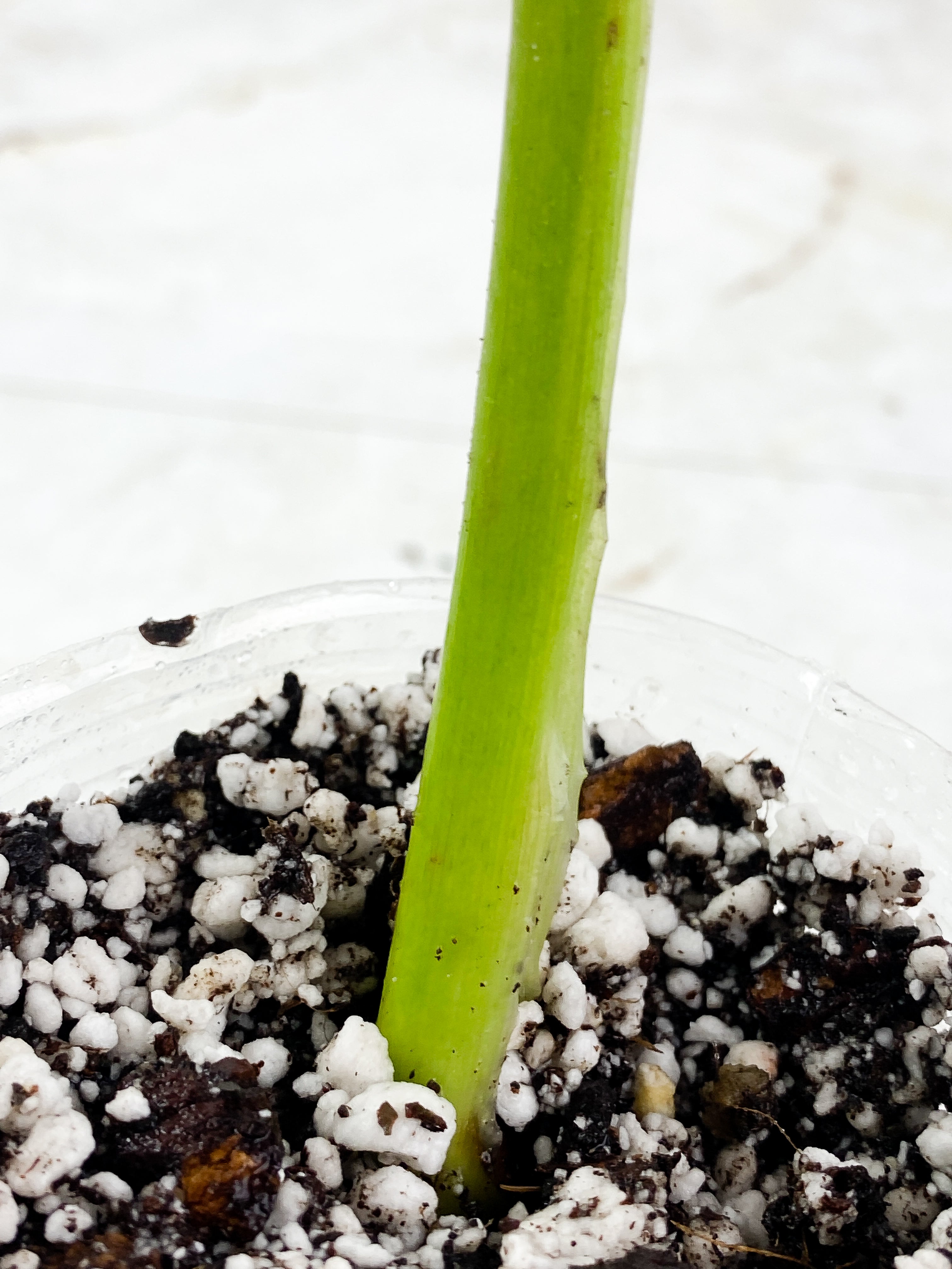 Philodendron Jose Buono Slightly Rooted 1 leaf