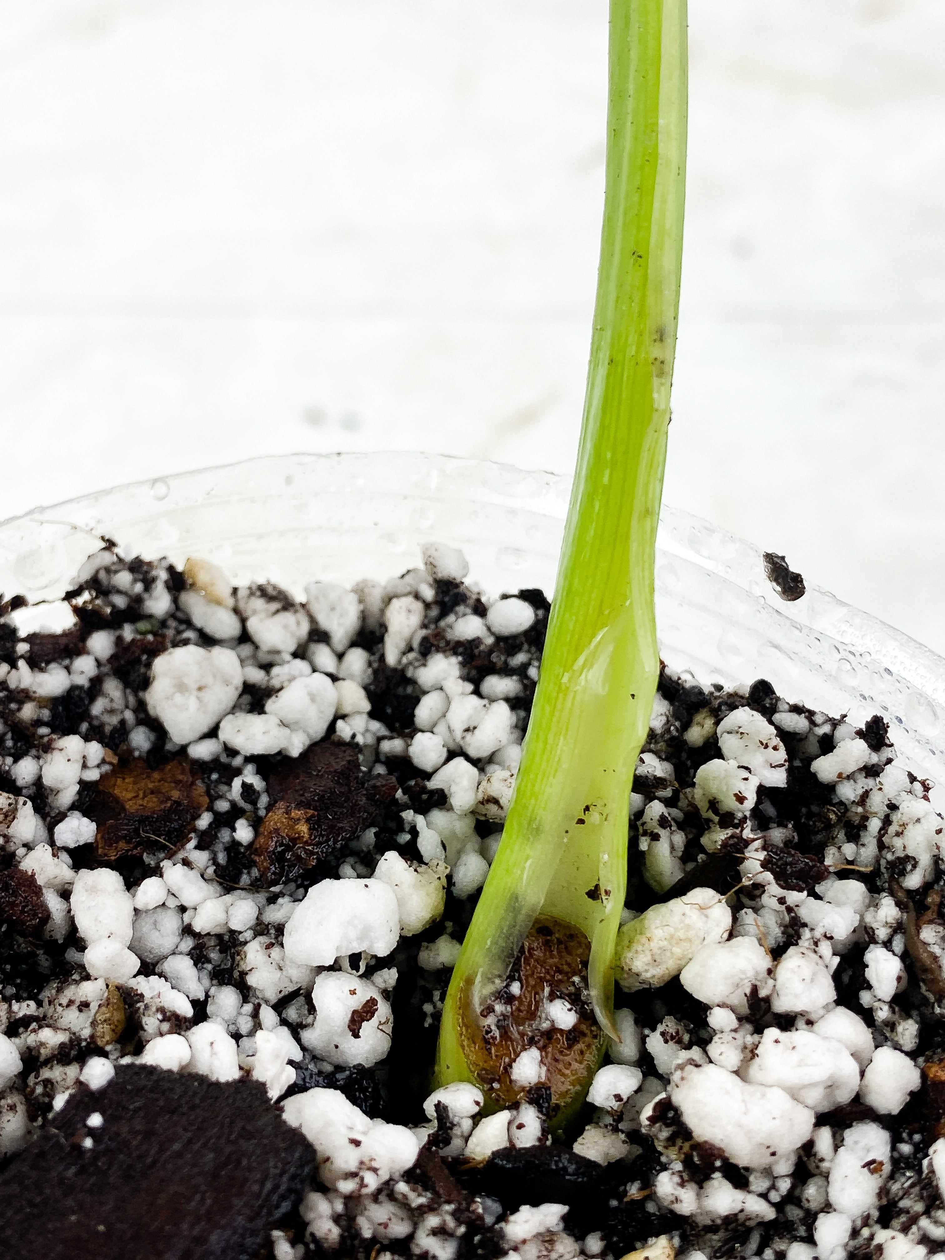 Philodendron Jose Buono Slightly Rooted 1 leaf