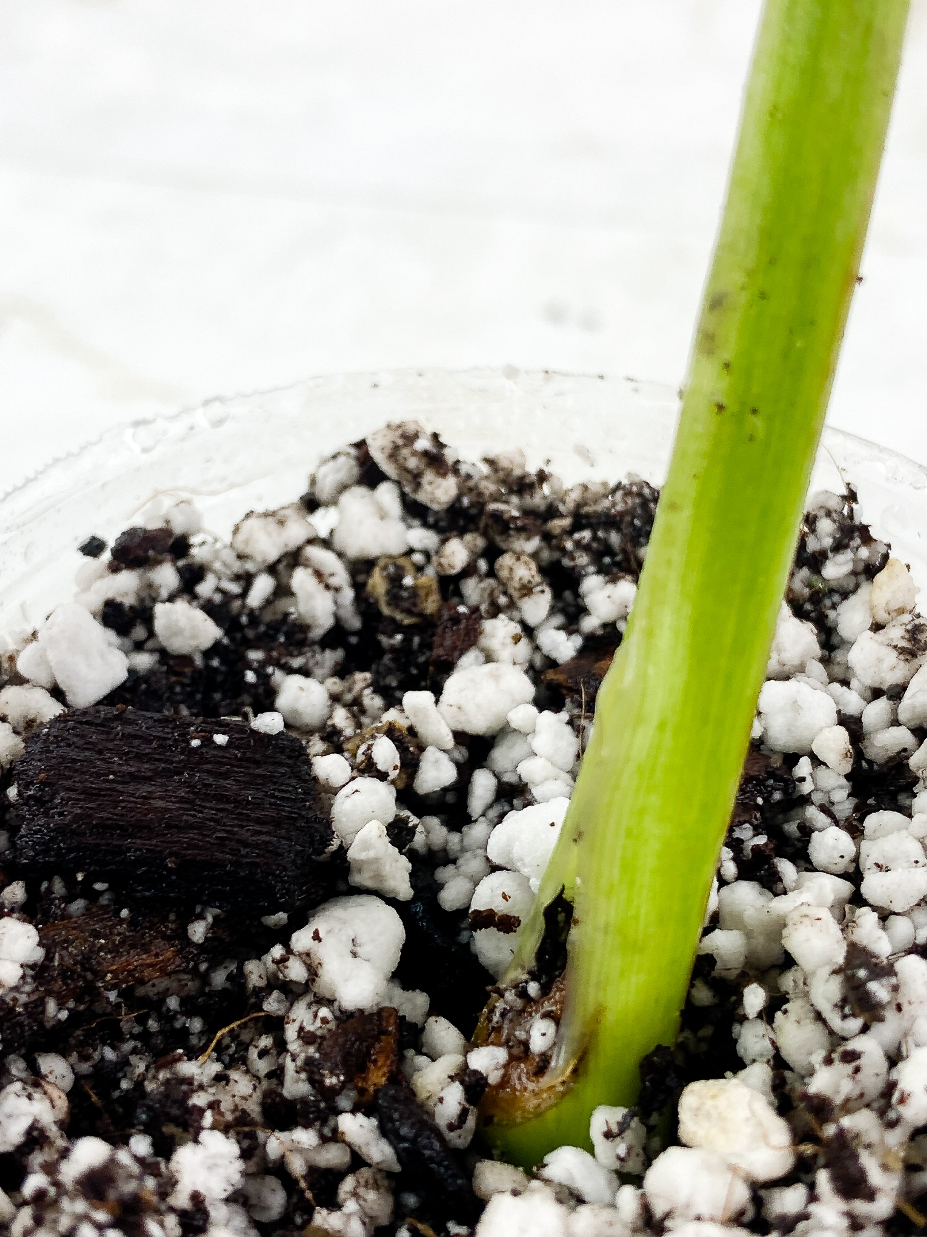 Philodendron Jose Buono Slightly Rooted 1 leaf