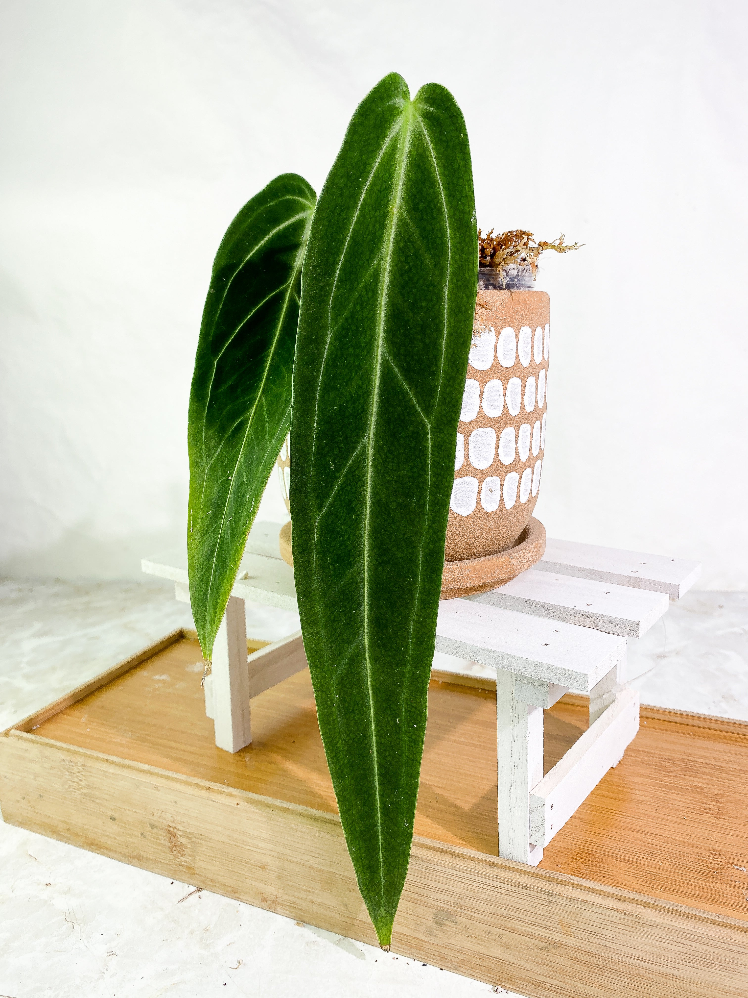 Anthurium warocqueanum narrow dark 2 leaves 1 sprout Slightly Rooted