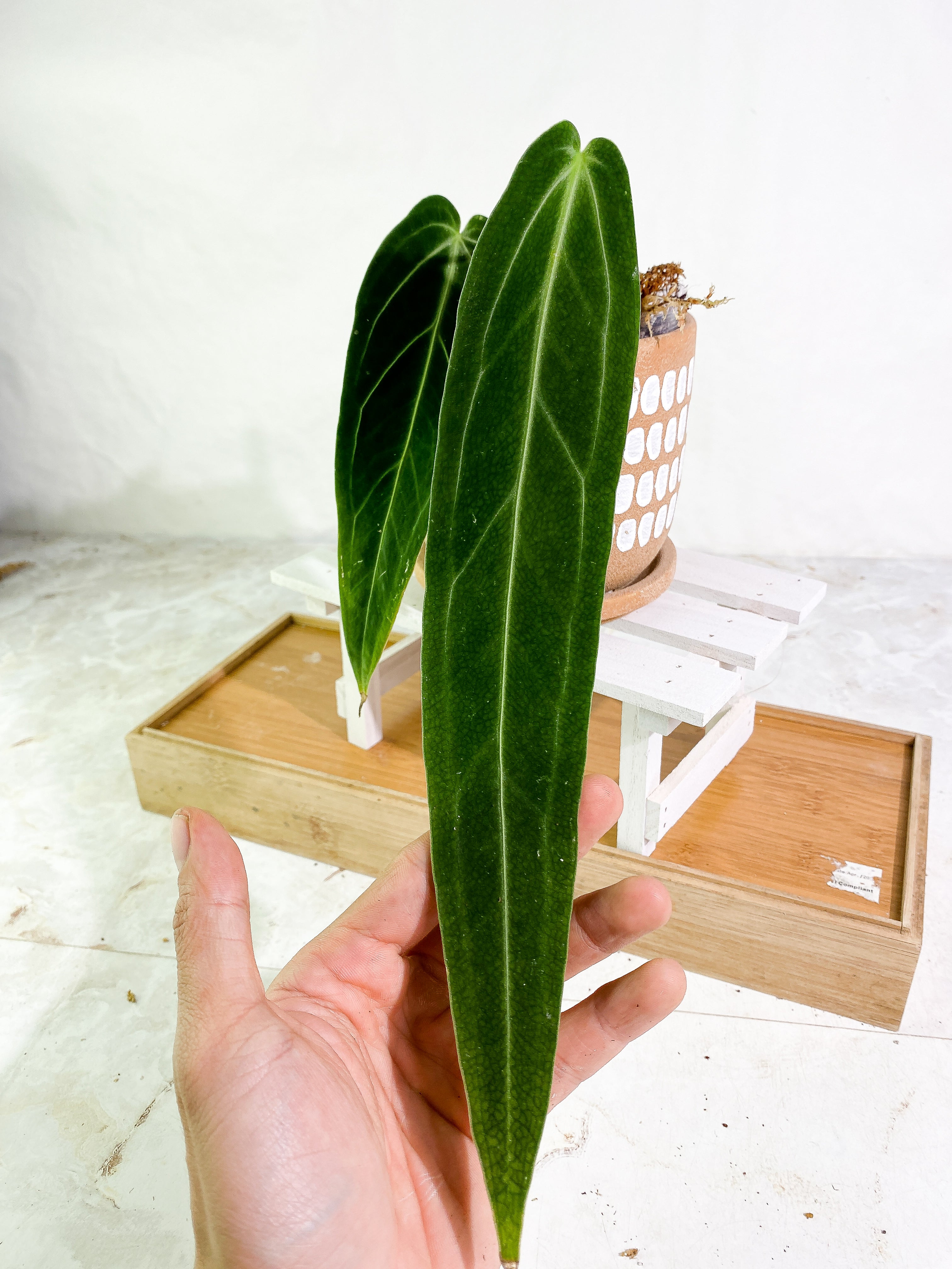 Anthurium warocqueanum narrow dark 2 leaves 1 sprout Slightly Rooted