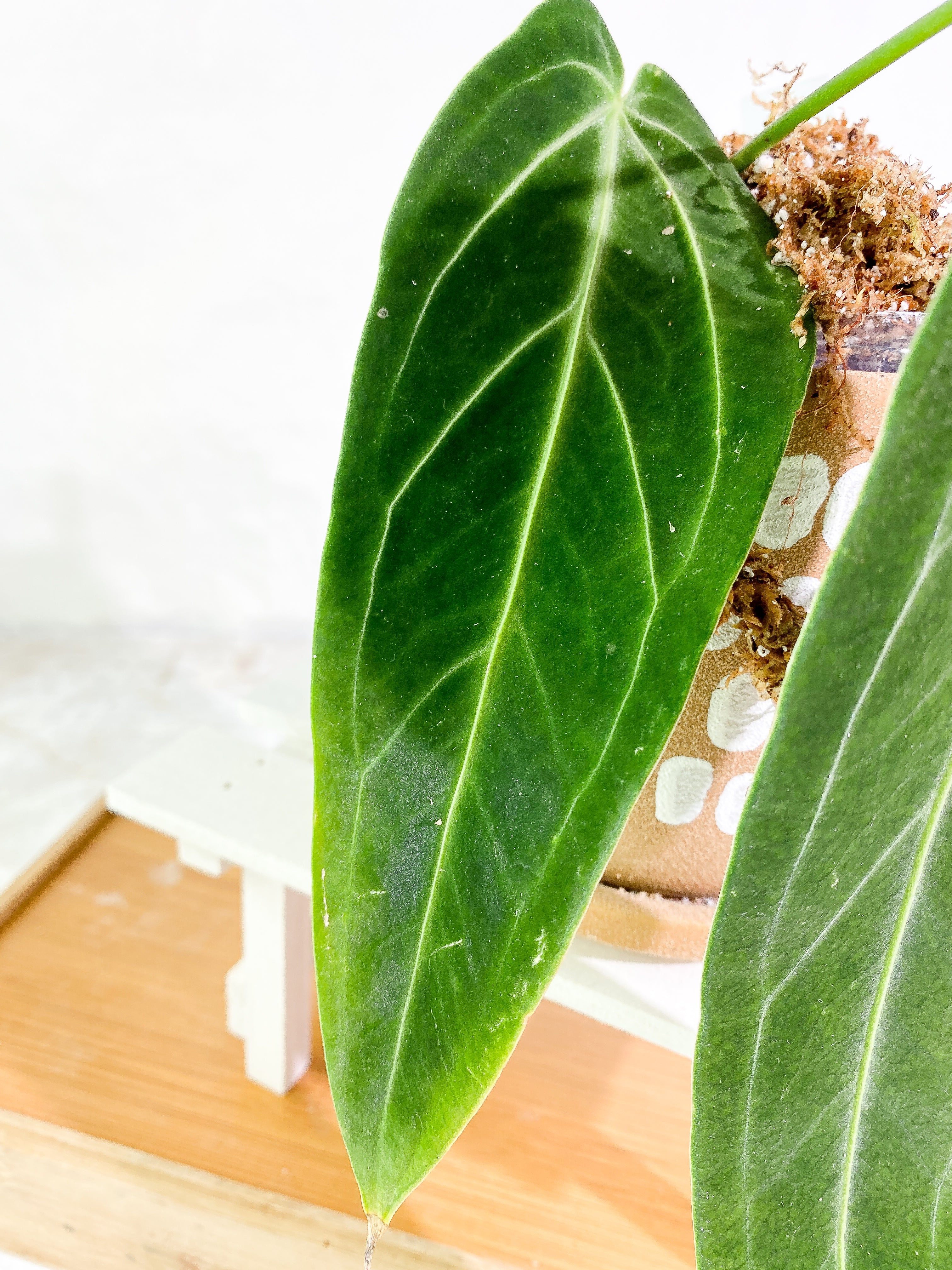 Anthurium warocqueanum narrow dark 2 leaves 1 sprout Slightly Rooted