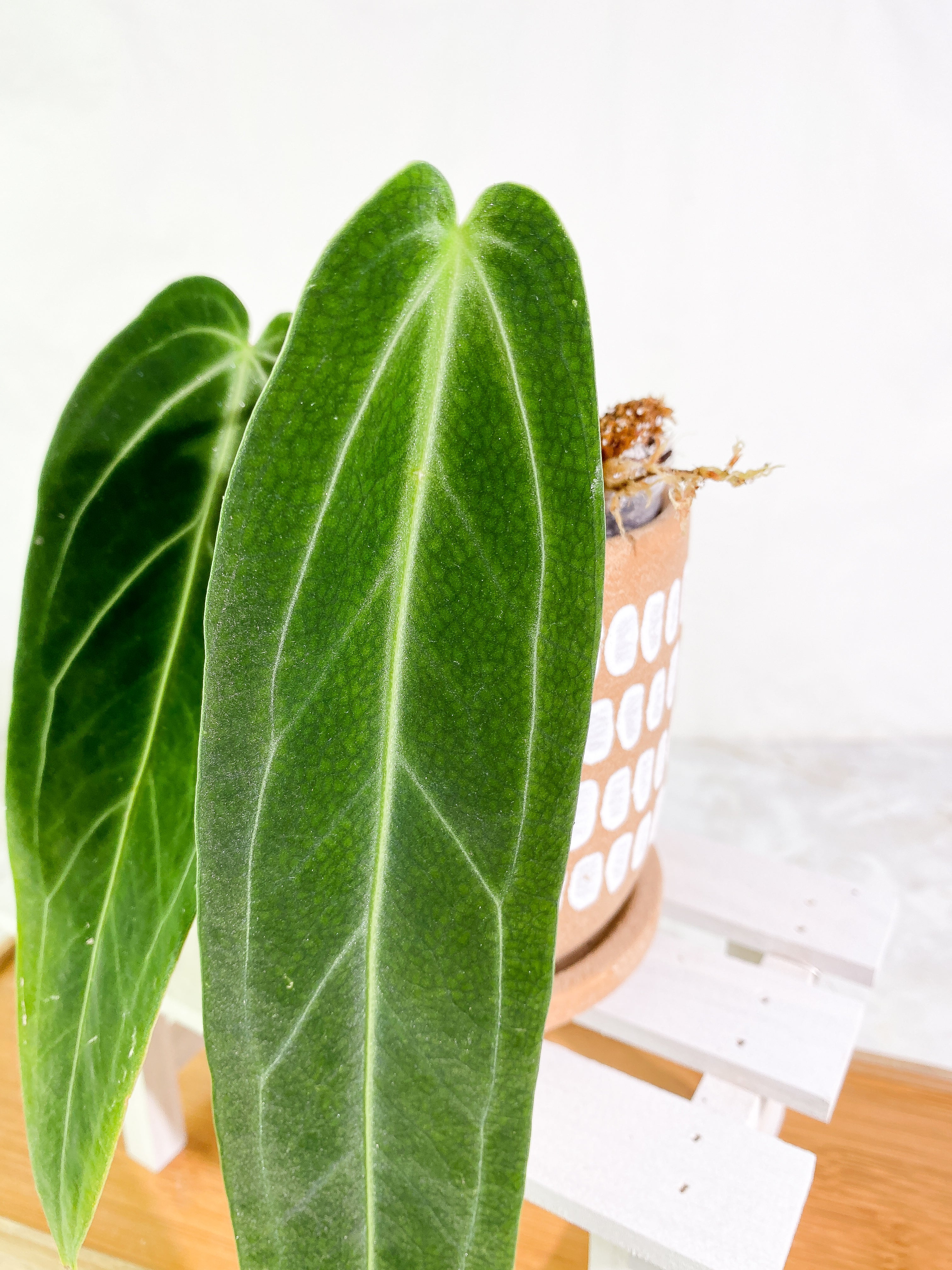 Anthurium warocqueanum narrow dark 2 leaves 1 sprout Slightly Rooted
