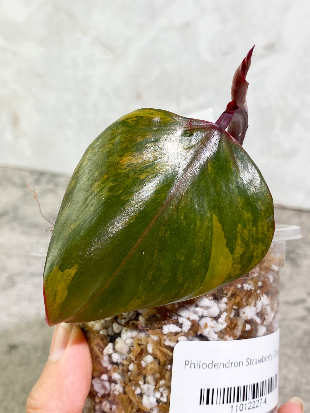 Philodendron Strawberry Shake leaf 1 sprout slightly rooted in moss
