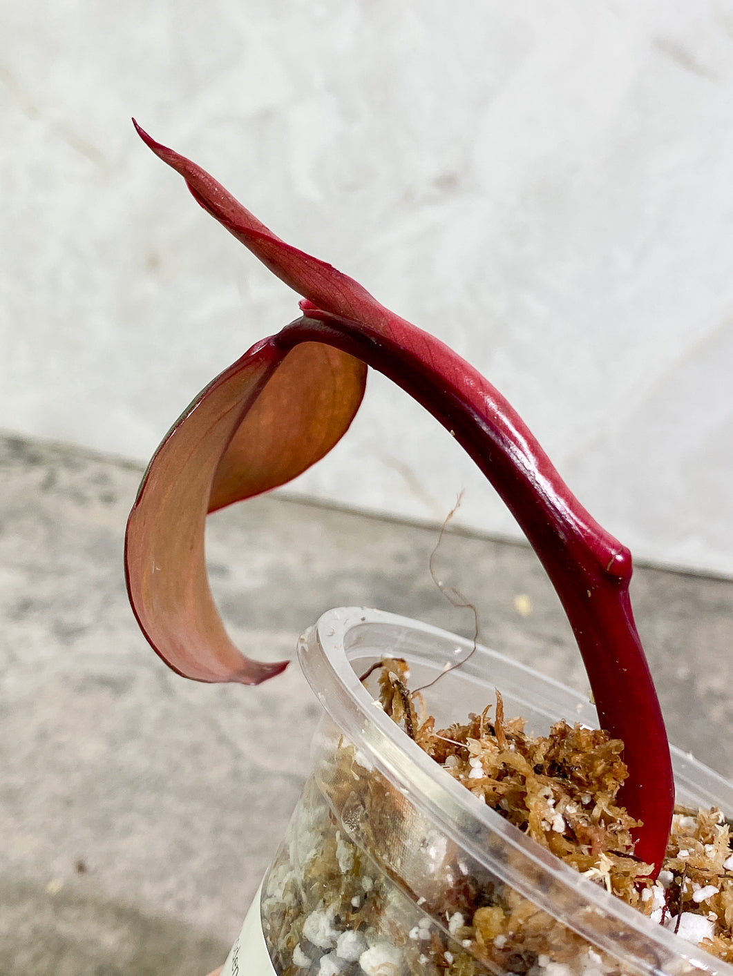 Philodendron Strawberry Shake leaf 1 sprout slightly rooted in moss