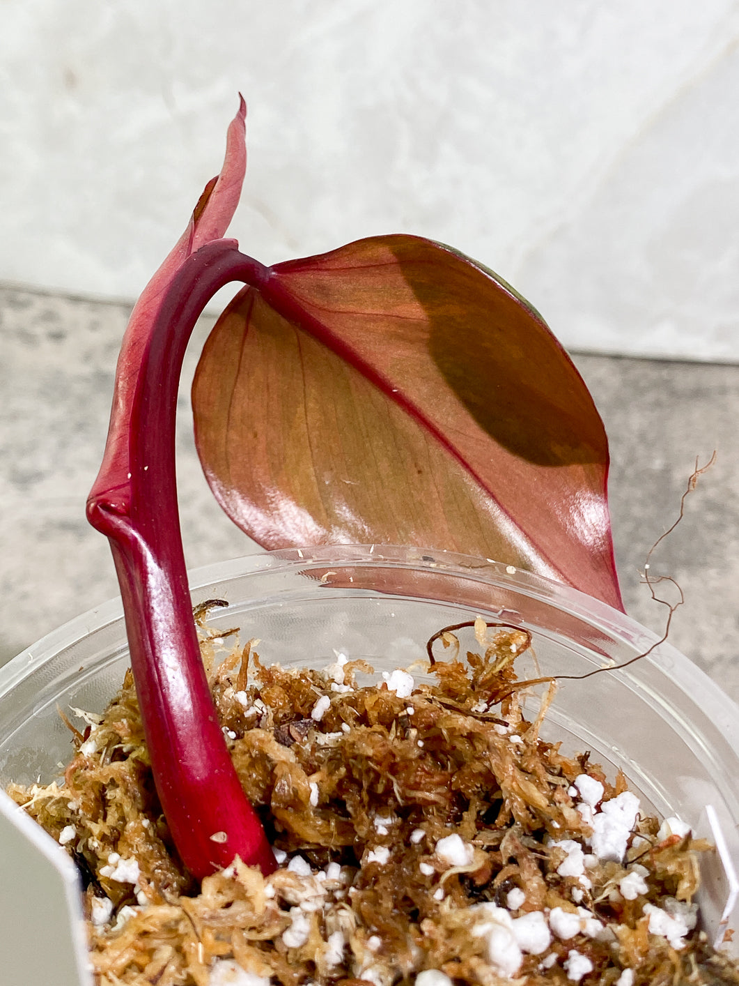 Philodendron Strawberry Shake leaf 1 sprout slightly rooted in moss