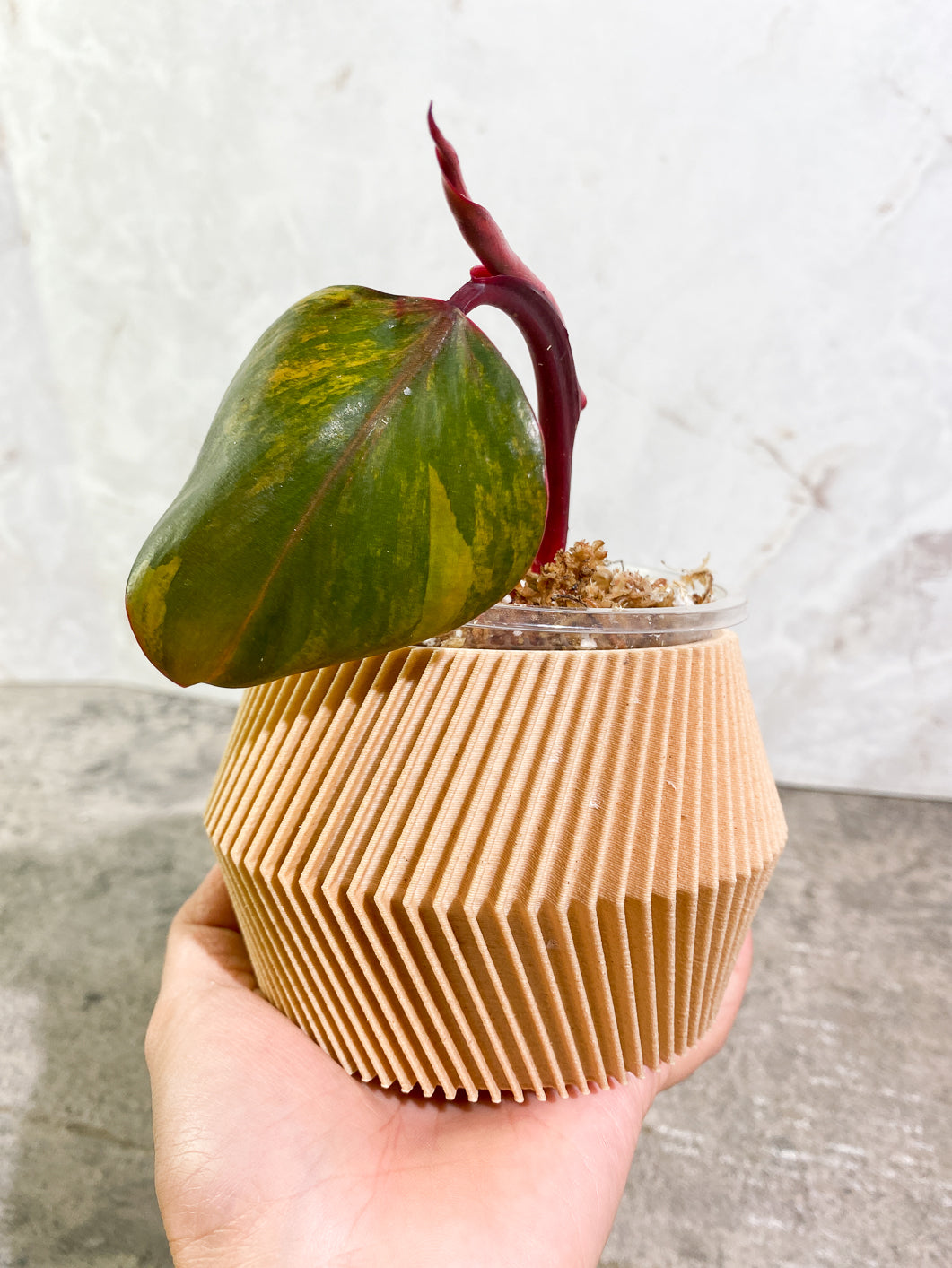 Philodendron Strawberry Shake leaf 1 sprout slightly rooted in moss