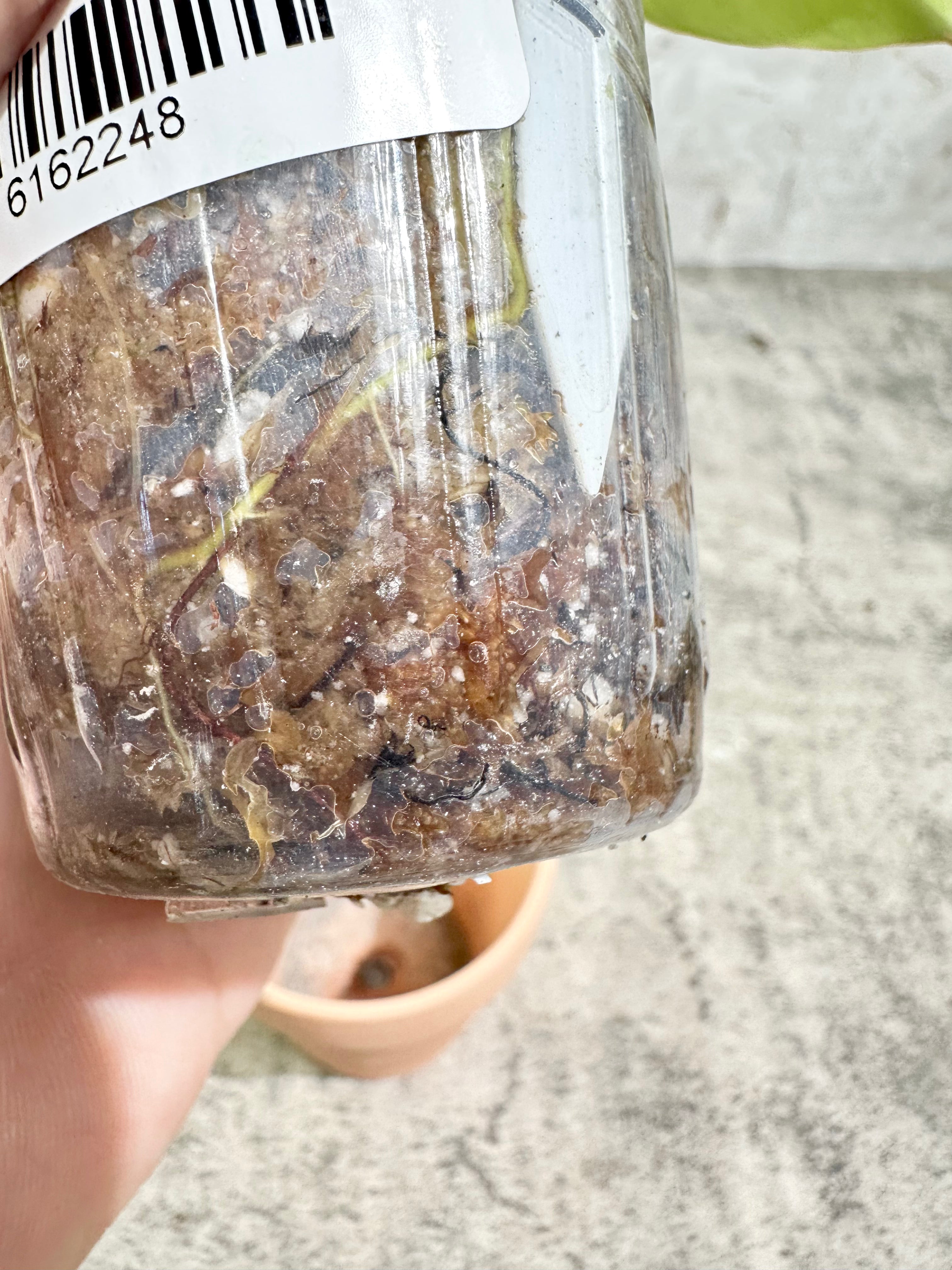 Philodendron snowdrifts rooted 3" pot