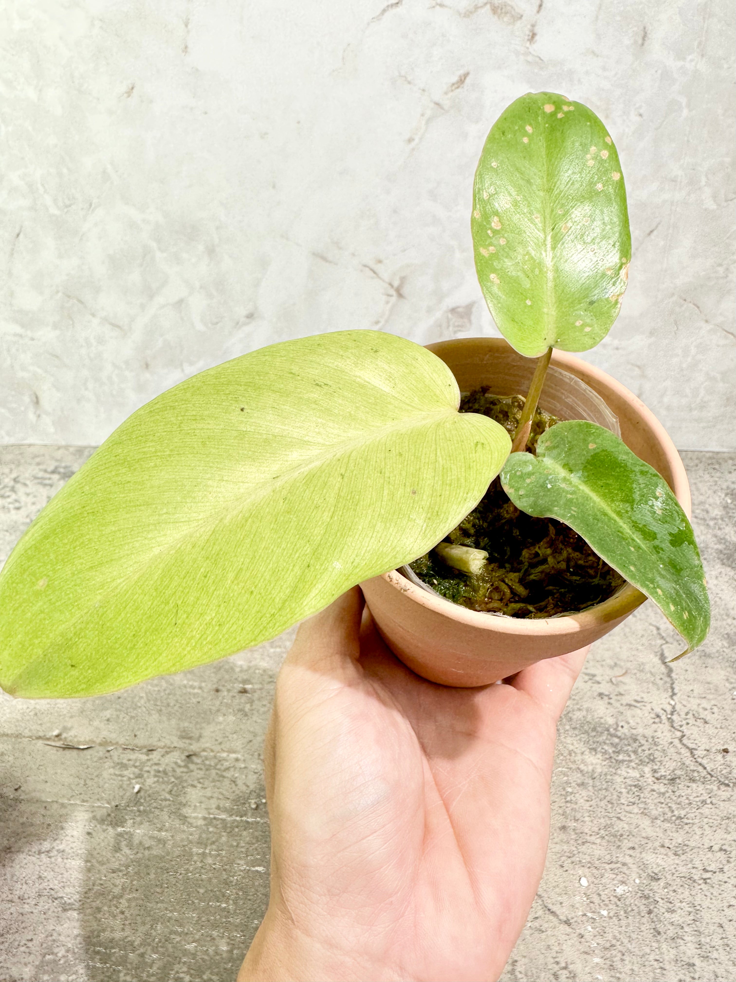 Philodendron snowdrifts rooted 3" pot