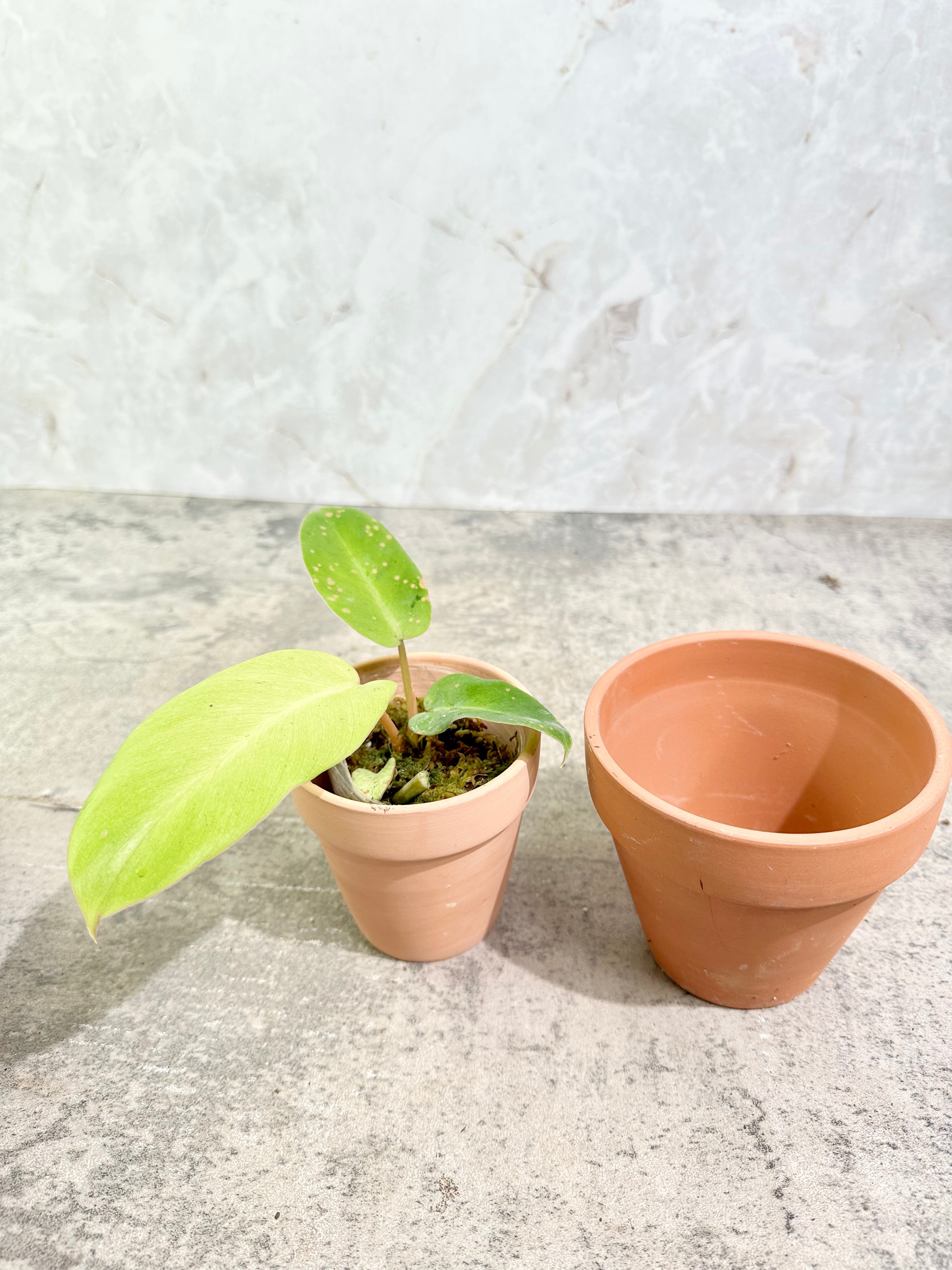 Philodendron snowdrifts rooted 3" pot